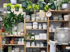 a display of potted plants
