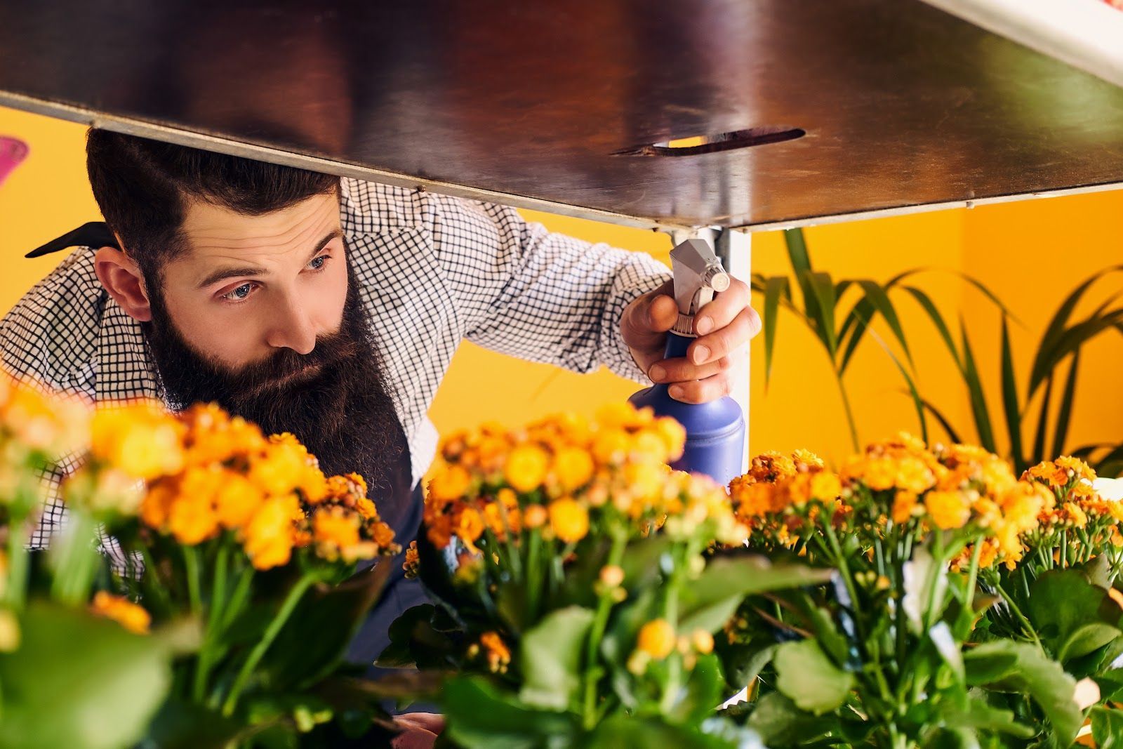 Gardener inspecting yellow flowers under a raised planter shelf