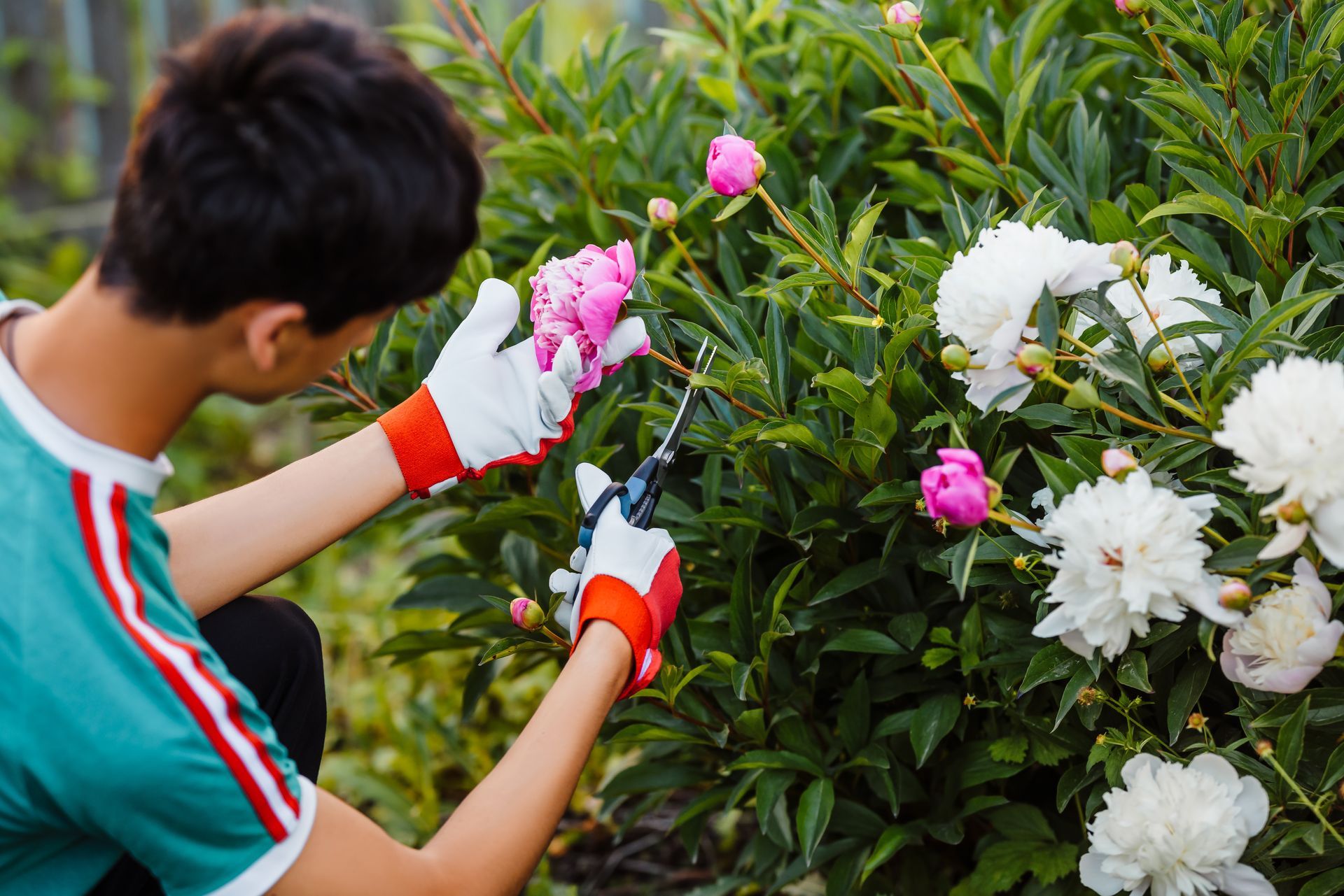 Person gardening, trimming pink and white flowers in a lush green garden with pruning shears