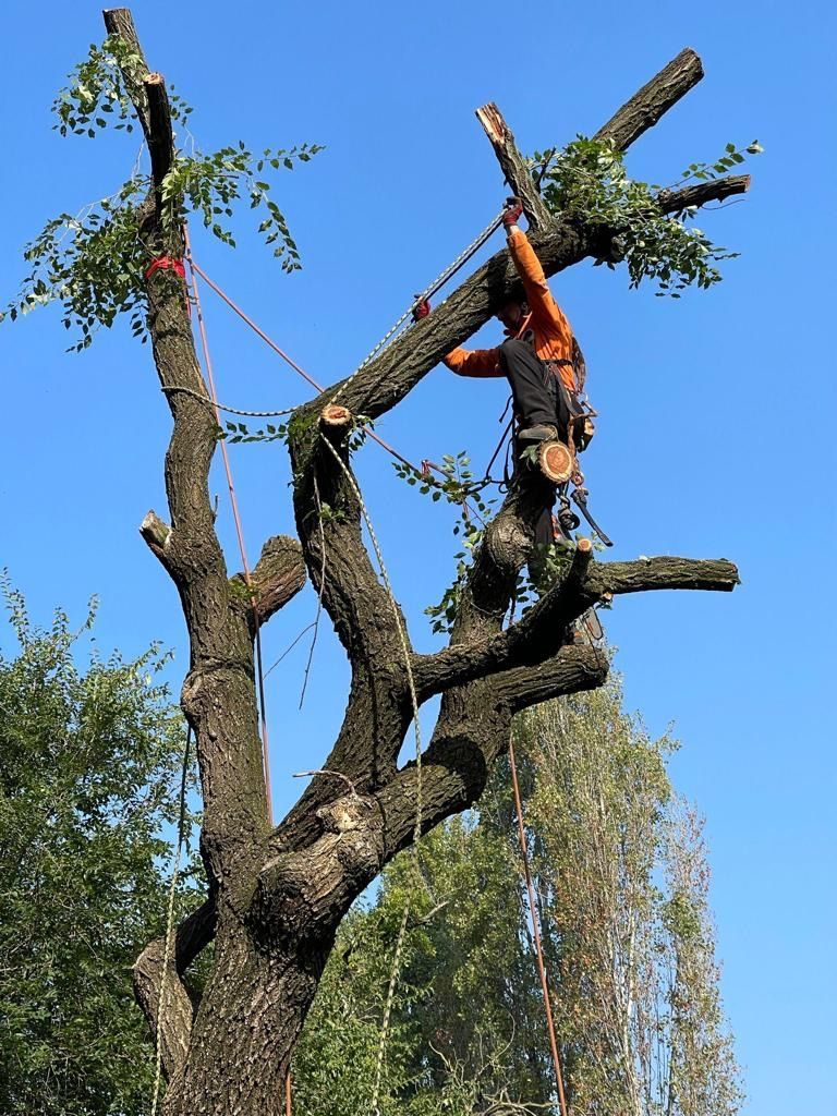 potatura professionale di un albero