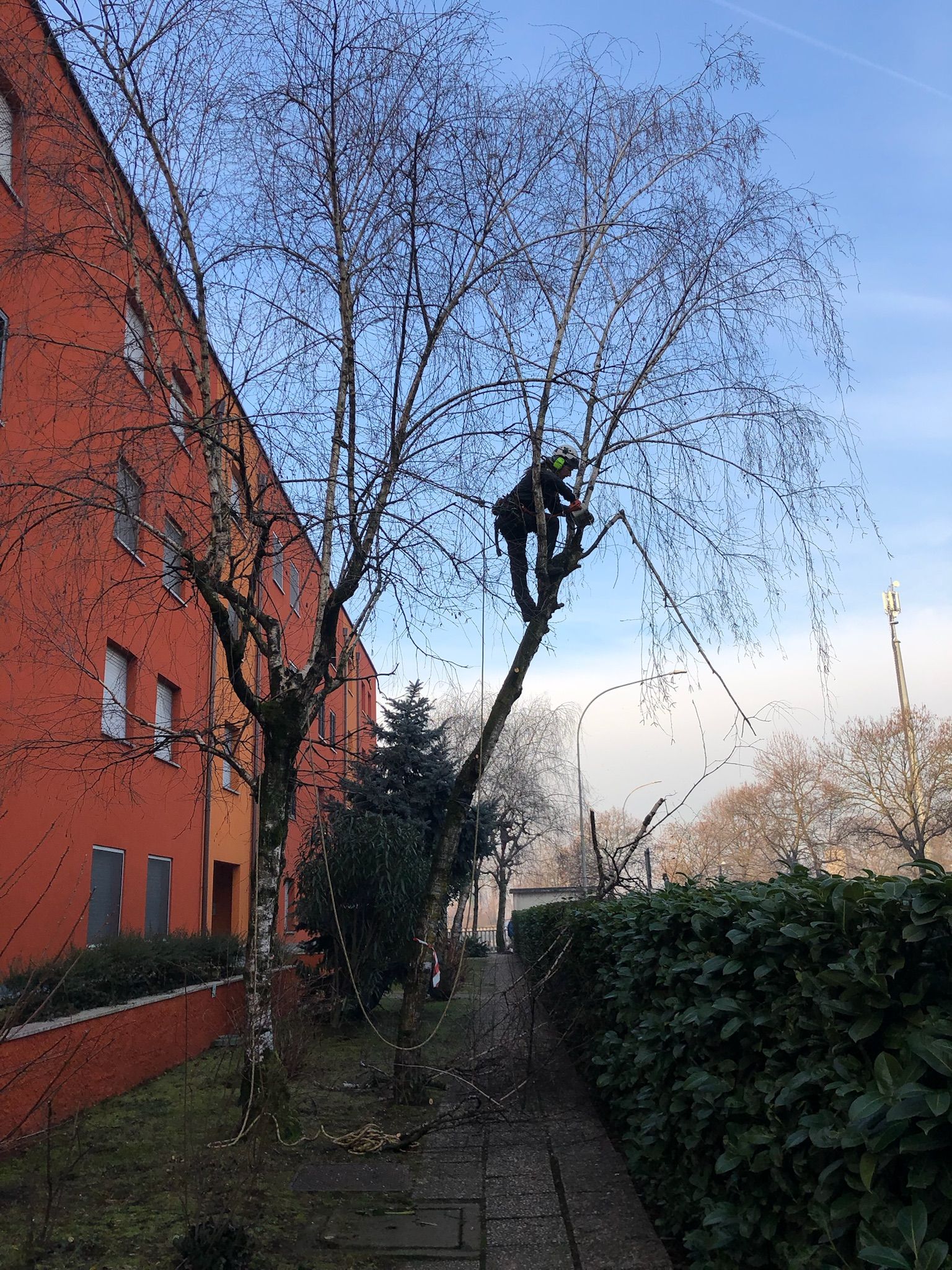 potatura albero