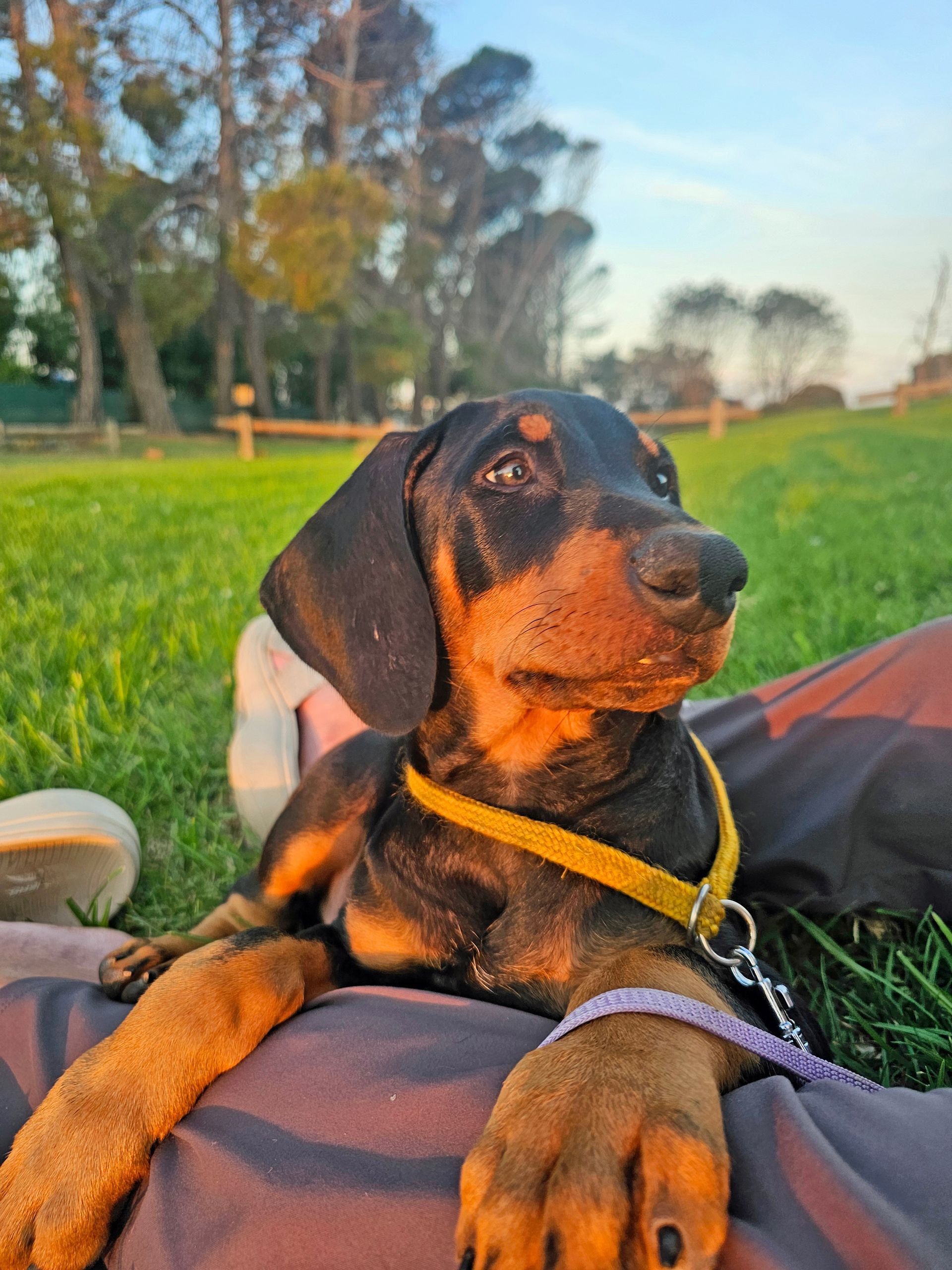 Black-and-tan puppy in a yellow harness resting on a blanket in a grassy park at sunset