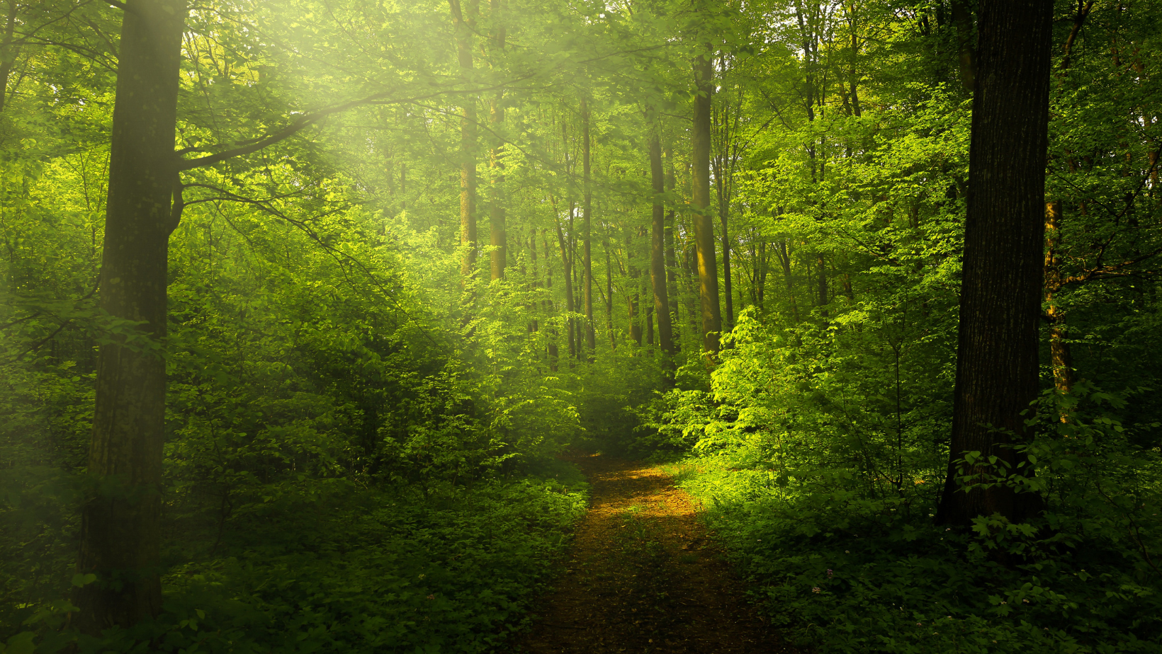 Sunlit forest path with tall trees and lush green foliage