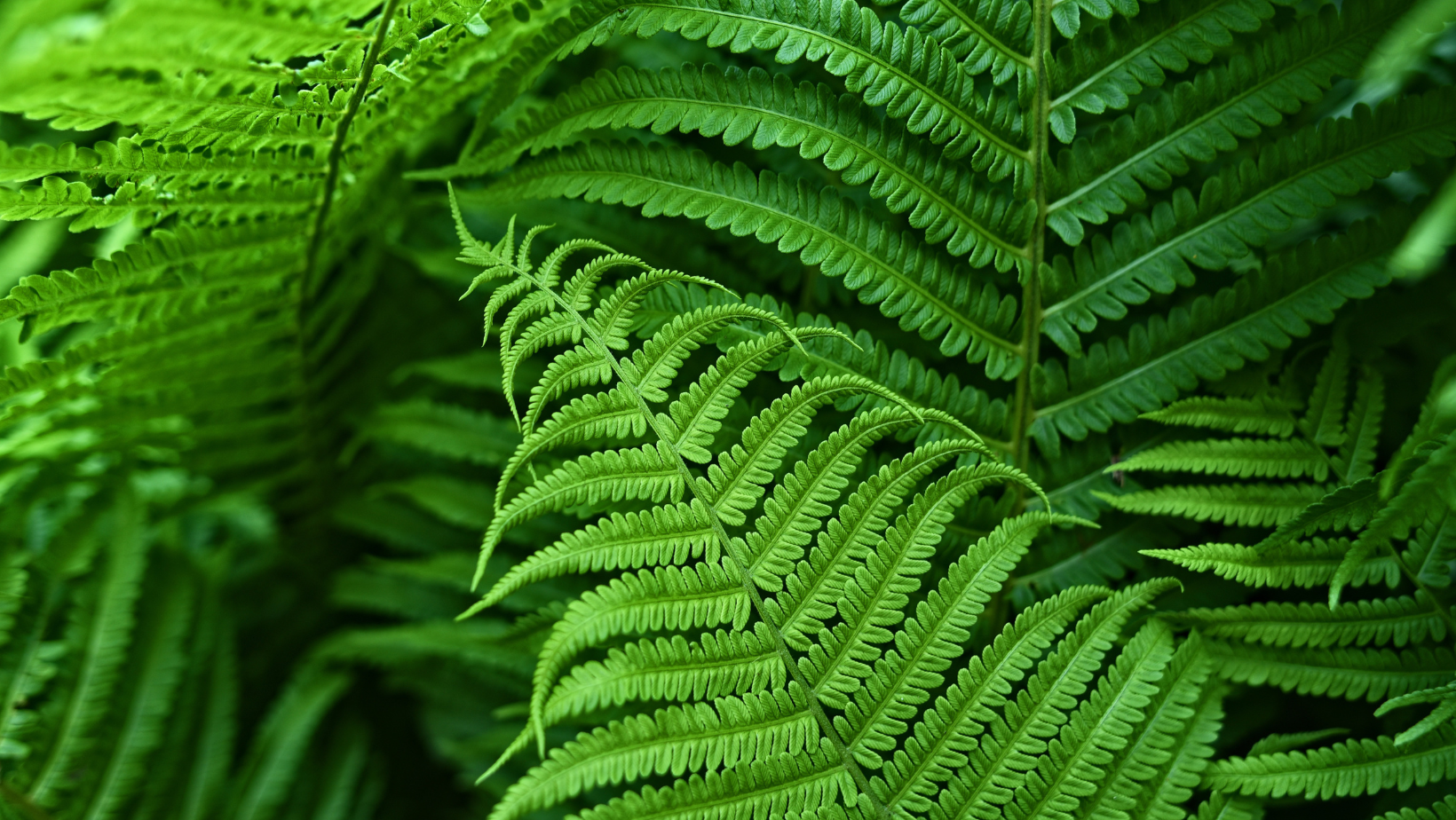 Close-up of lush green fern leaves with delicate fronds layered across the frame