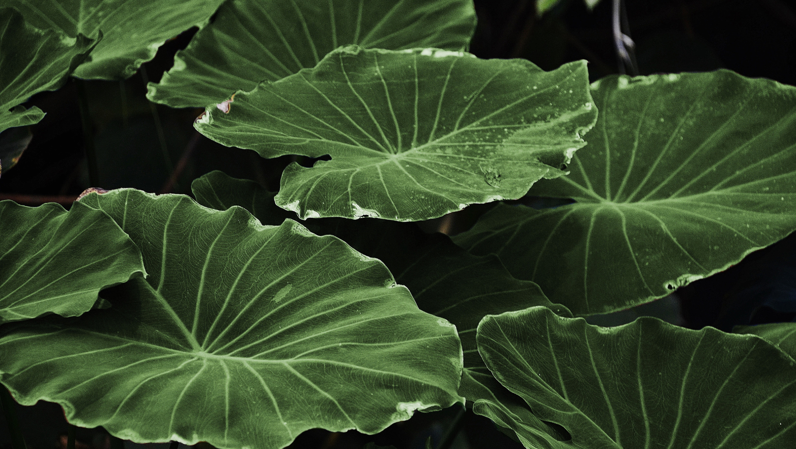Large green tropical leaves overlapping in dense foliage