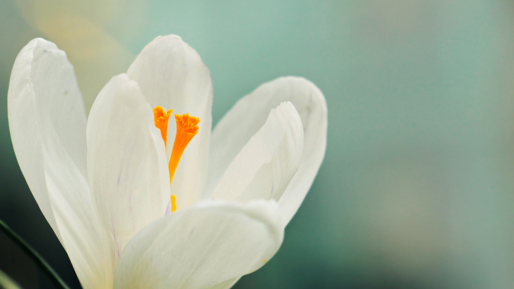 Close-up of a white crocus flower with bright orange stamens against a soft green blurred background