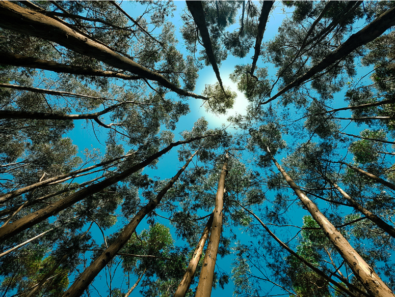 Tall pine trees viewed from below against a bright blue sky