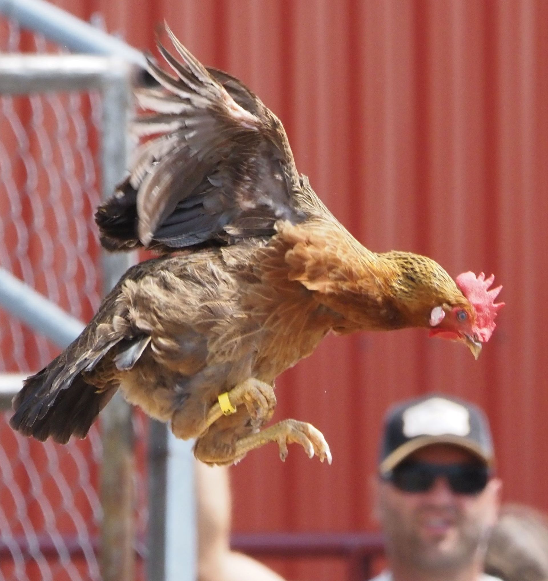 A brown chicken with a yellow leg band leaps in front of a chain-link fence and a person wearing sunglasses and a cap.
