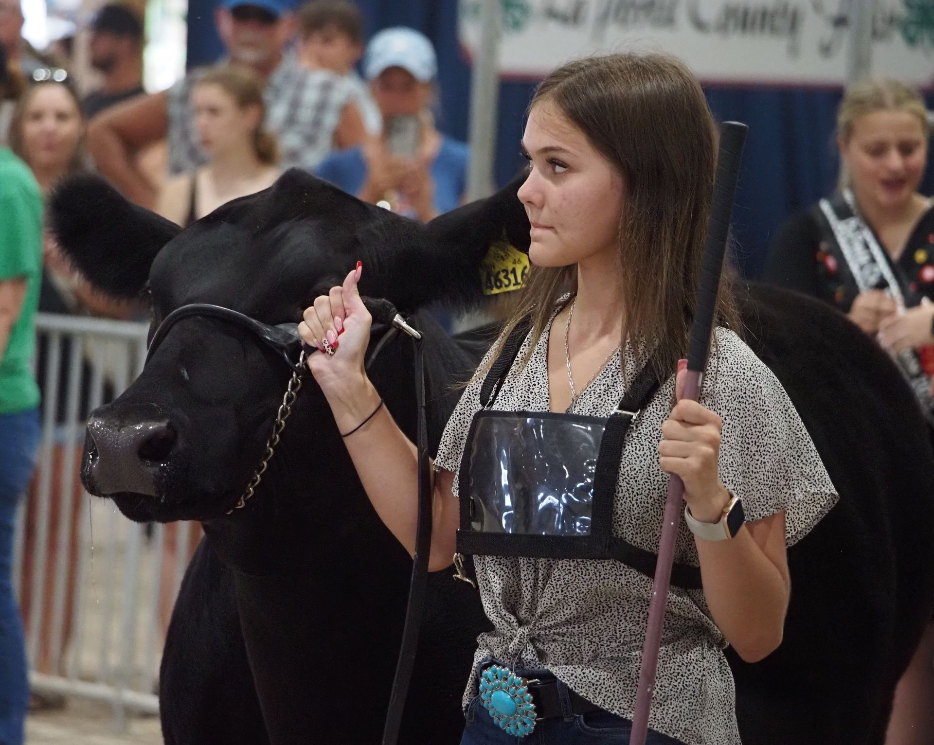 A young person leads a black cow in a show ring, holding a lead rope and a showing stick, at an indoor fair event.