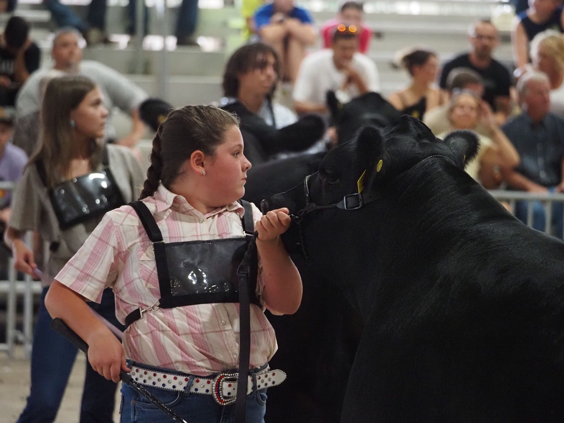 A participant stands in an arena, holding the lead of a large black cow, with audience members visible in the background.