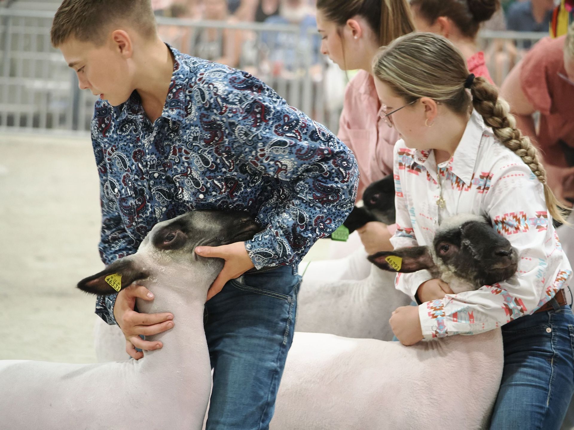 Two youth participants showing sheep in a competition, both handling their animals while wearing patterned western shirts.