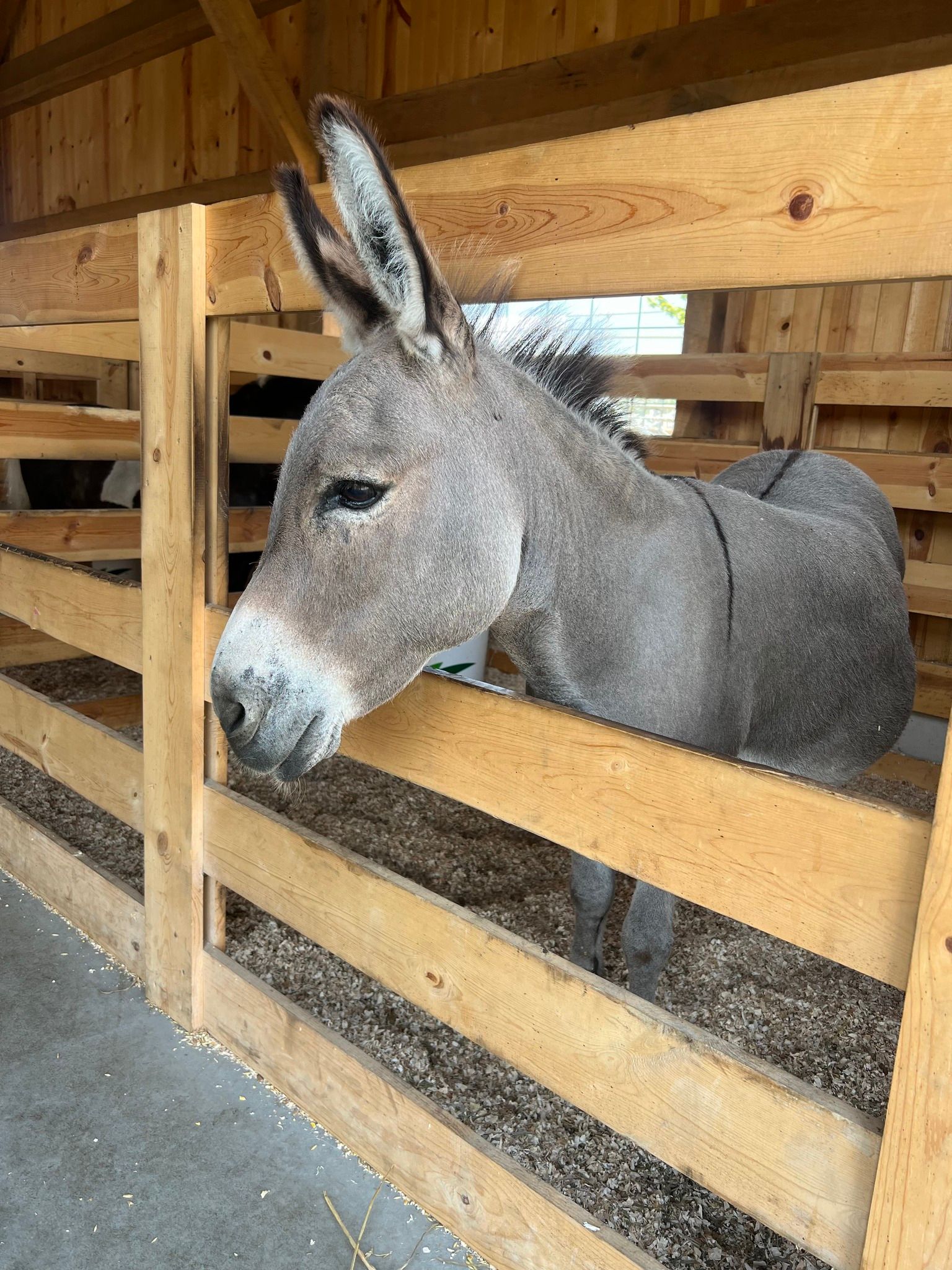 A gray donkey standing inside a wooden stall, looking toward the left.