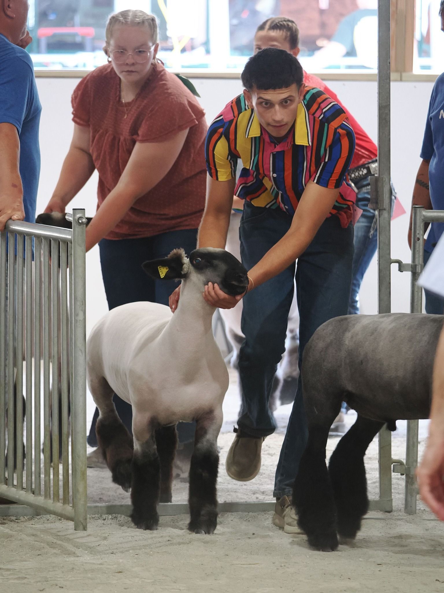 Participants guide lambs by the halter in a show ring with a sand floor.
