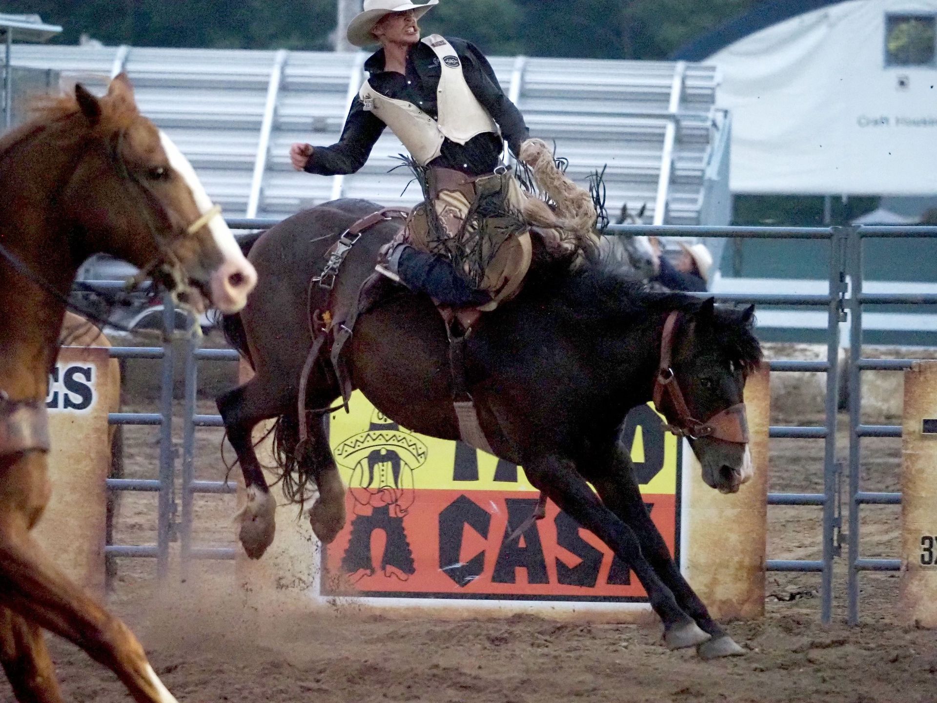 A rider on a bucking dark horse in an arena, with a blurred light-colored horse in the foreground.