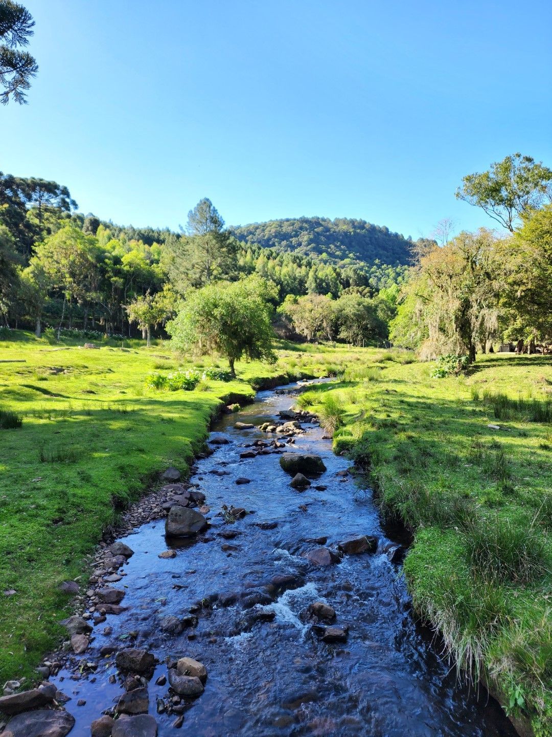 Um riacho claro flui através de um campo verde em direção a uma colina arborizada sob um céu azul.