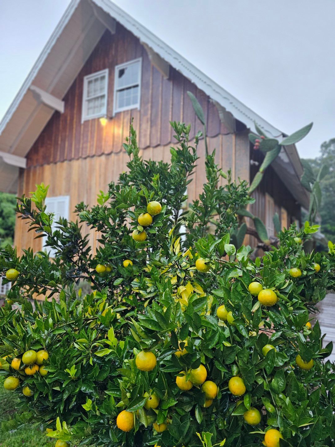 Limoeiro carregado de frutas em frente a uma cabana de madeira.