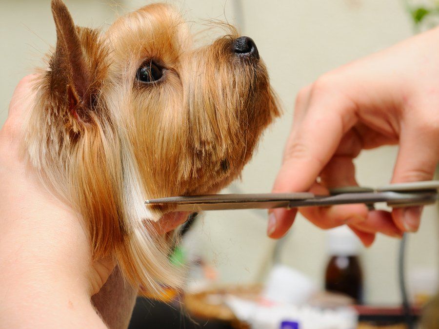 Small brown dog getting its fur trimmed with scissors by a groomer