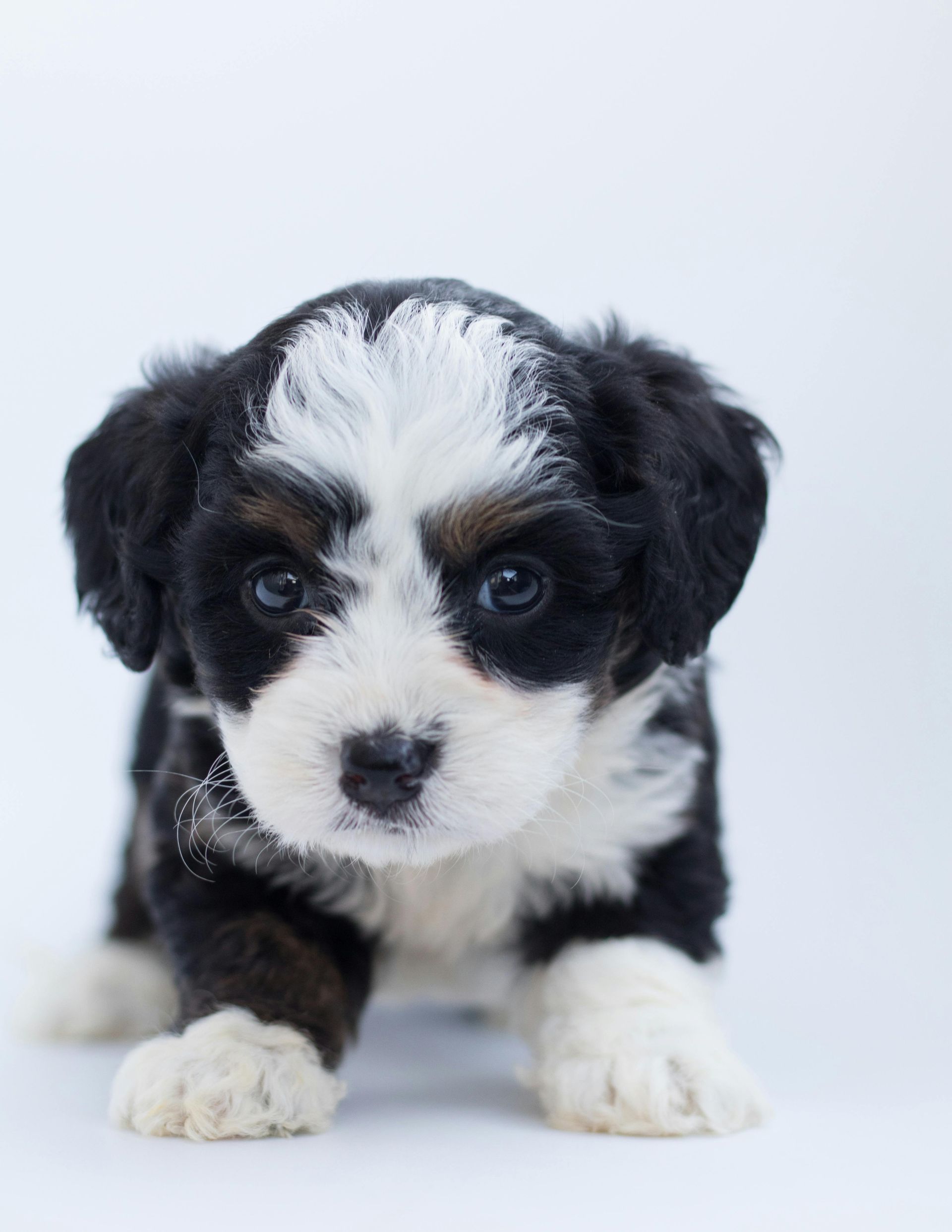 Black-and-white puppy with floppy ears, sitting on a light background and looking at the camera
