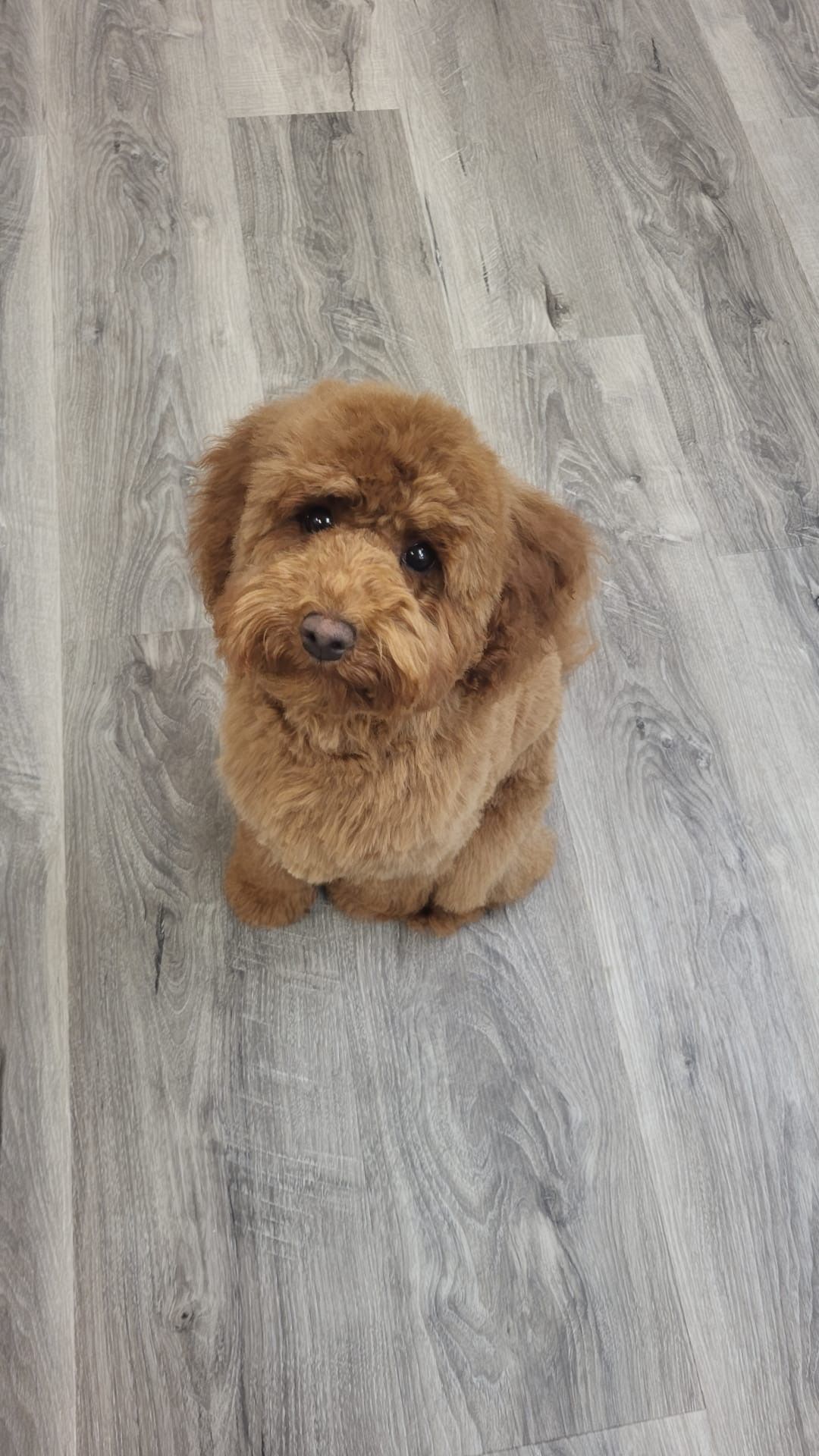 Small fluffy brown dog sitting on a gray wood floor, looking up at the camera.