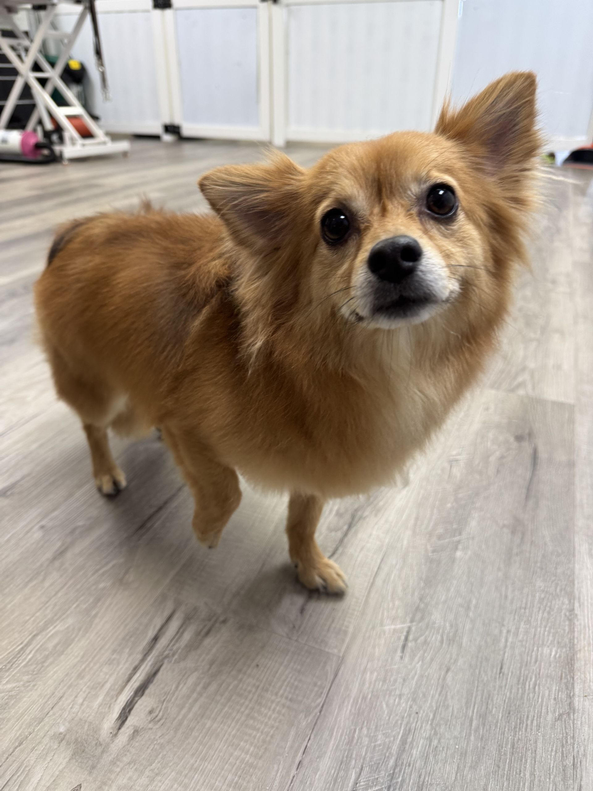 Small tan dog standing indoors on a gray floor, looking up with a curious expression