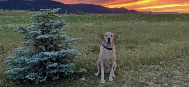 Dog sitting in a grassy field beside a small pine tree at sunset.