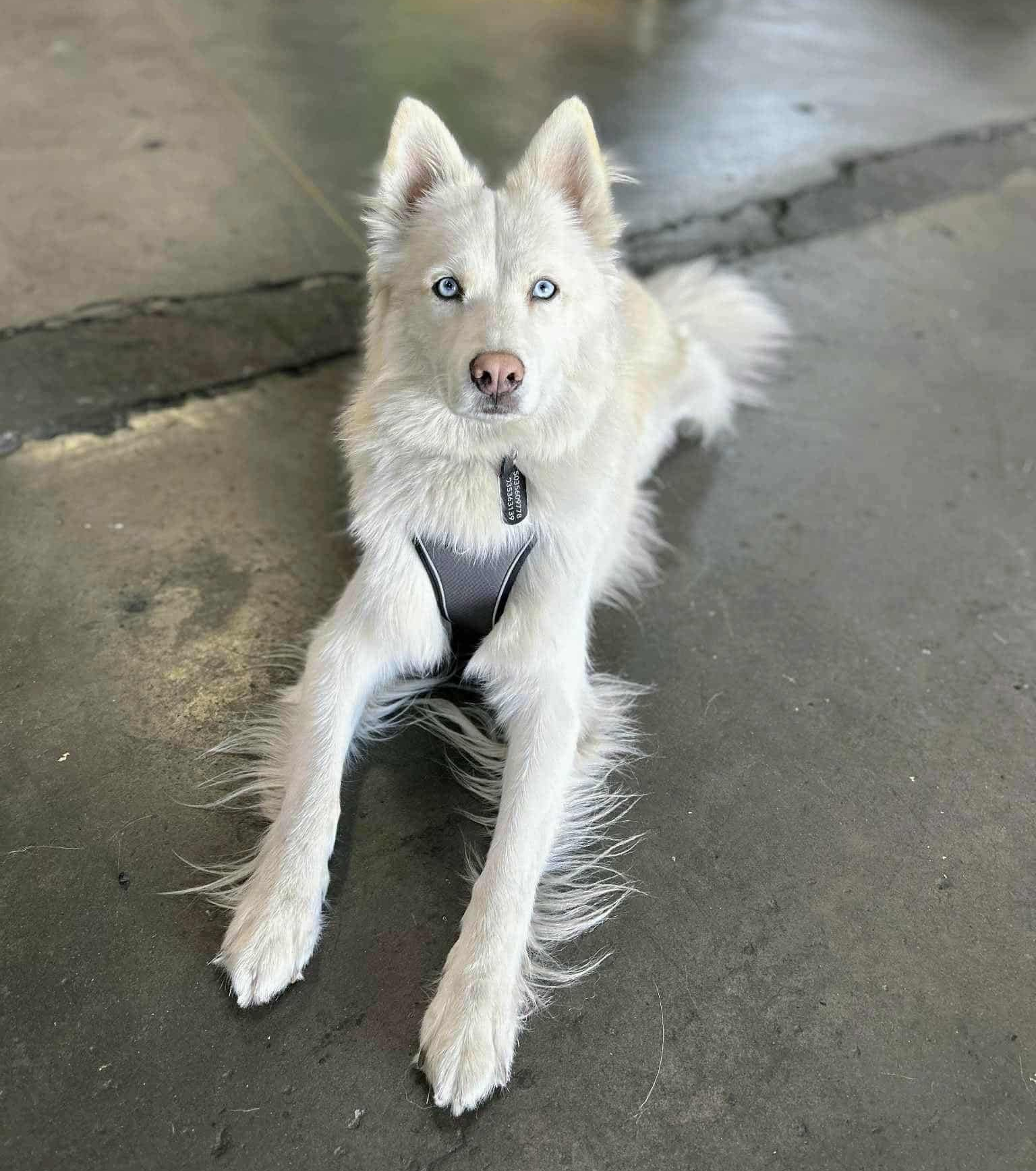 Moro - Shop Supervisor - Re-Born Automotive