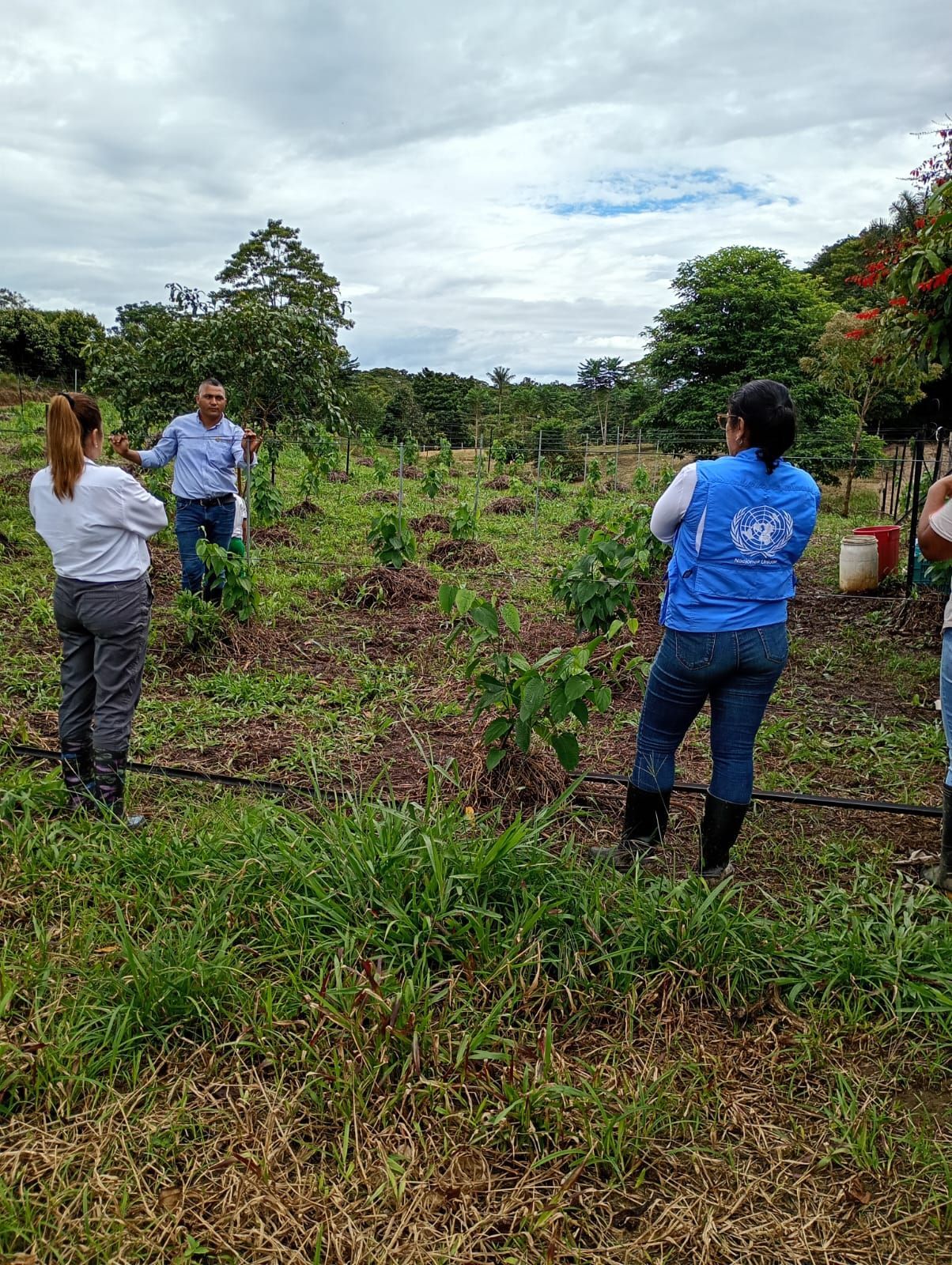 Tres personas de pie en un jardín, observando hileras de plantas jóvenes bajo un cielo nublado.