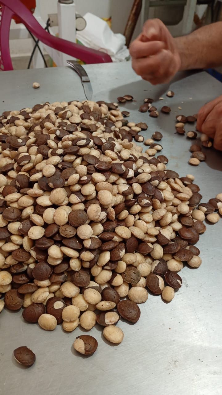 Manos clasificando una gran pila de nueces marrones y blancas mezcladas sobre una mesa.