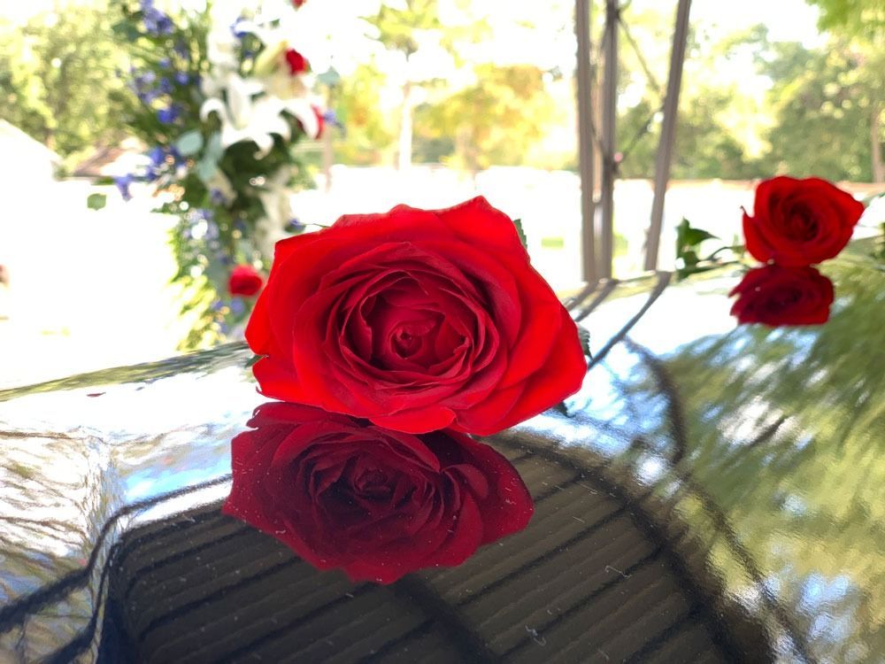 Red roses reflected on a shiny car roof outdoors, with blurred flowers in the background