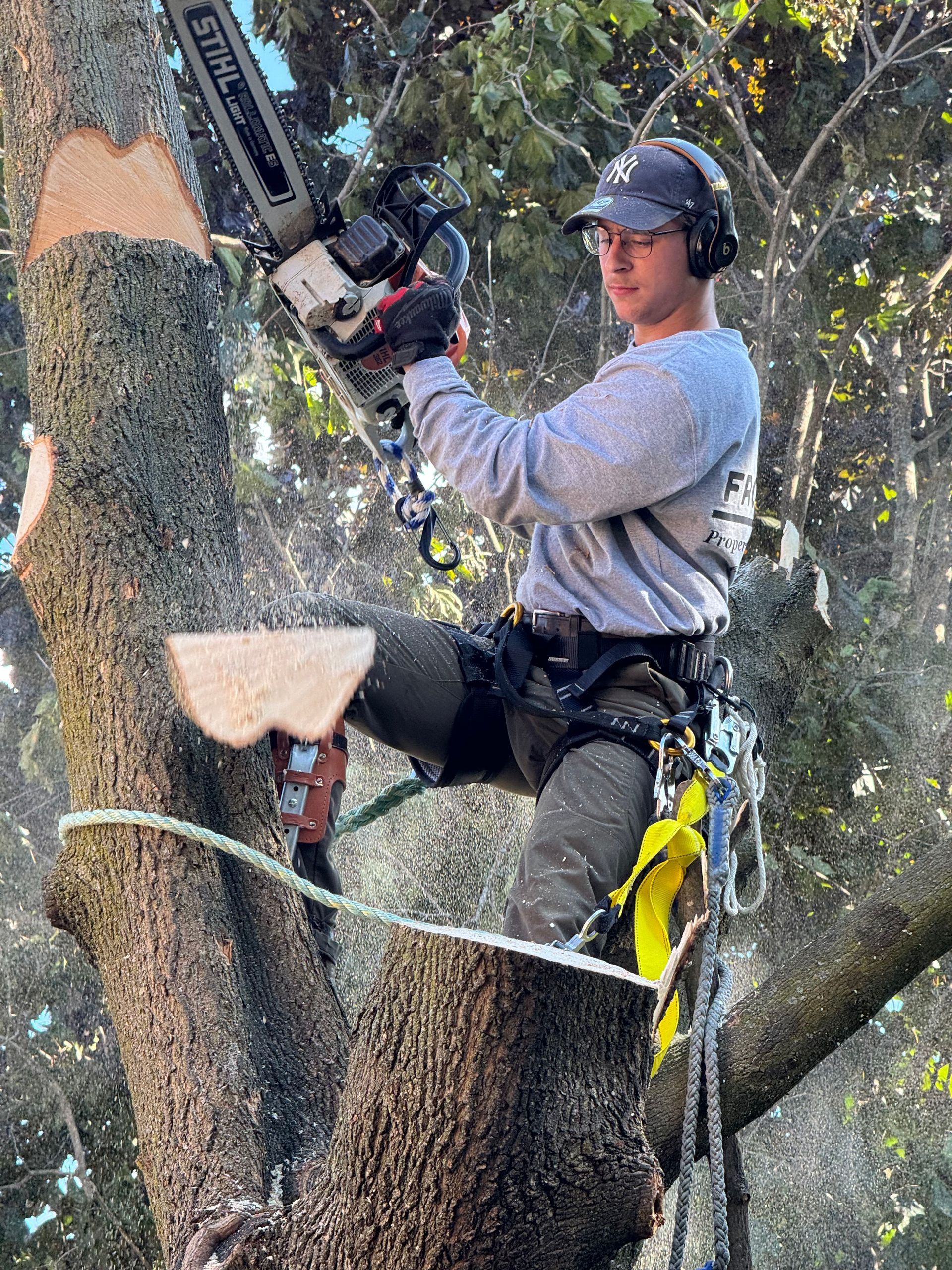 A man is cutting a tree with a chainsaw.