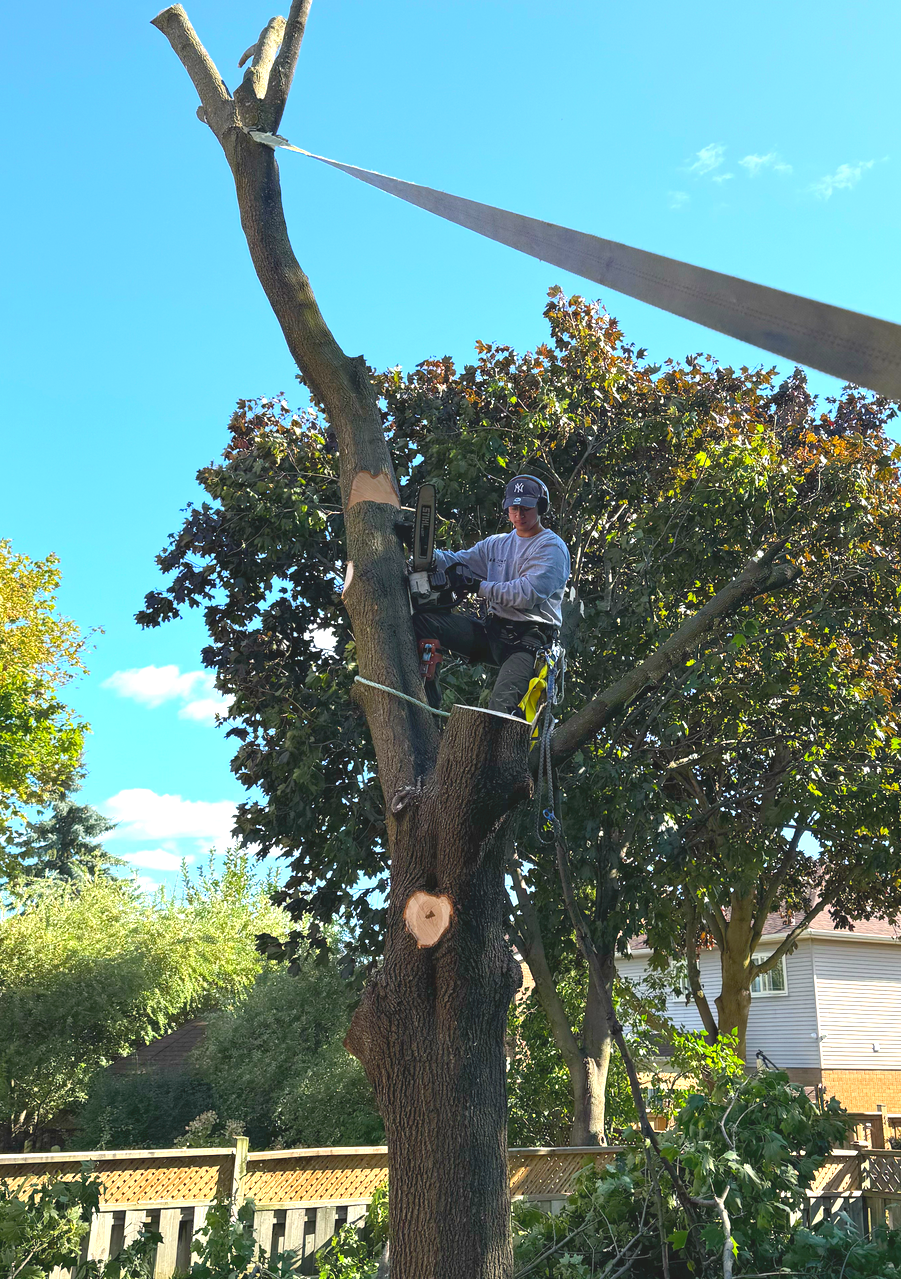 A man is sitting on top of a tree with a chainsaw.