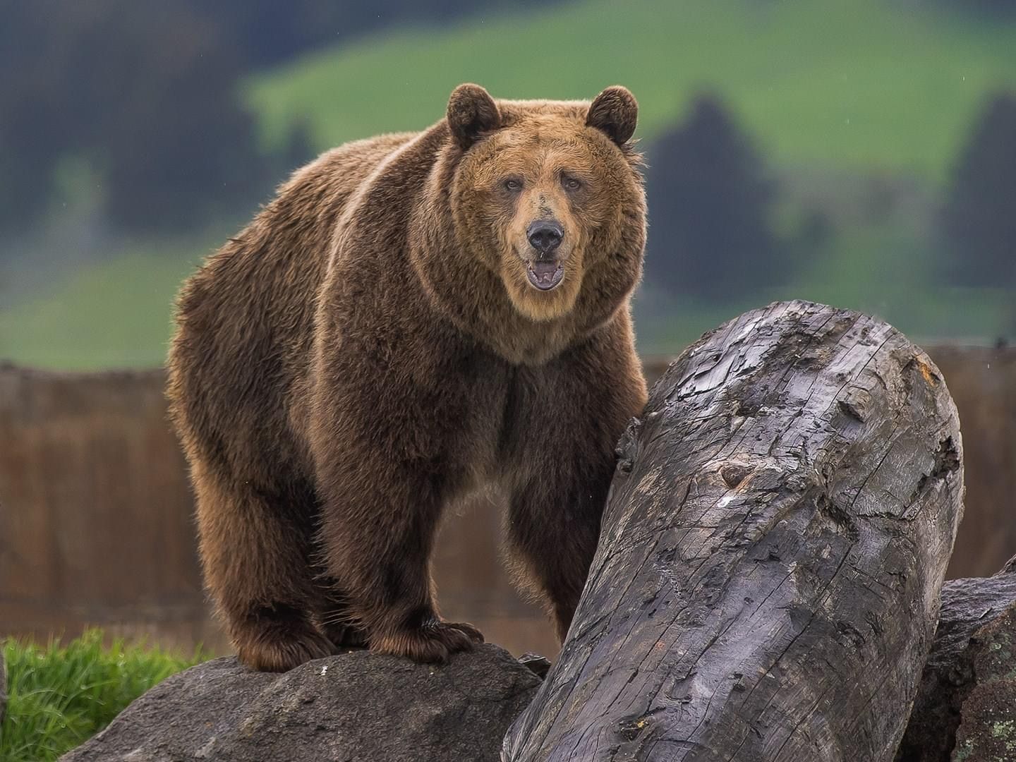 Grizzly Bear Rescue | Bozeman, MT | (406) 586-8893