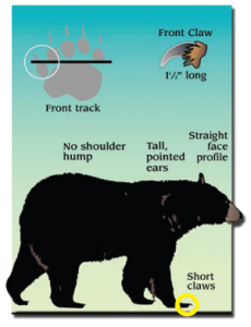 Black Bear