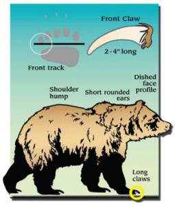Brown Bear