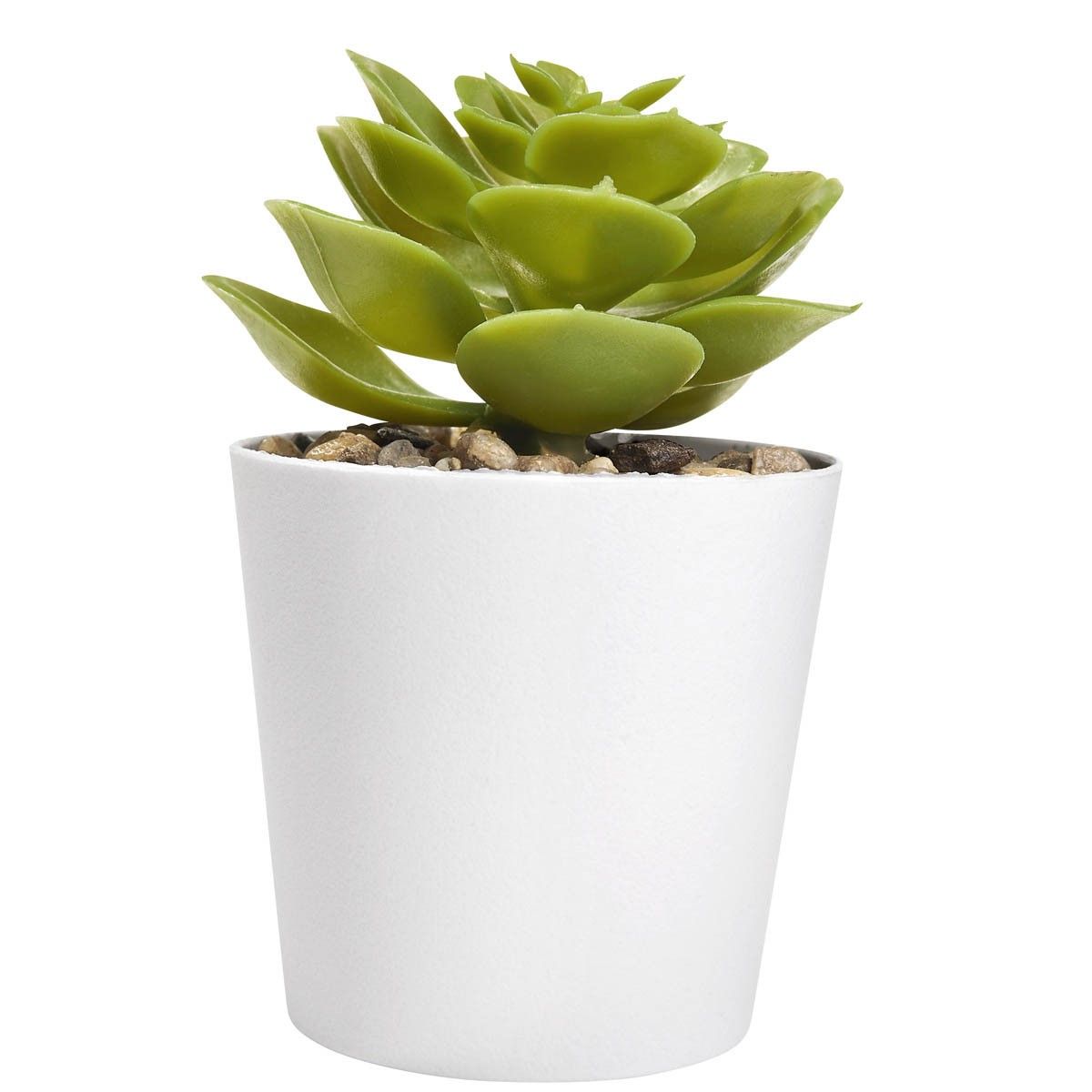 Set de plantas Aliso personalizable en color blanco, vista principal