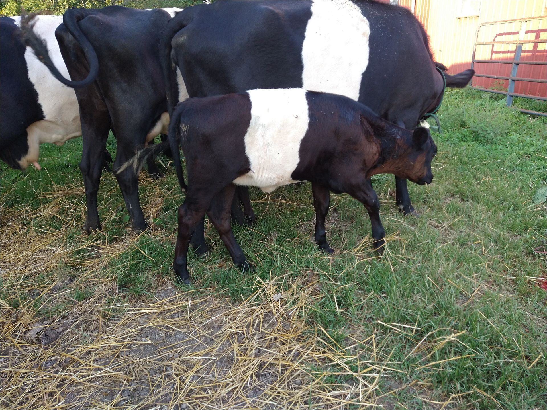 Dutch Belted cows grazing outdoors