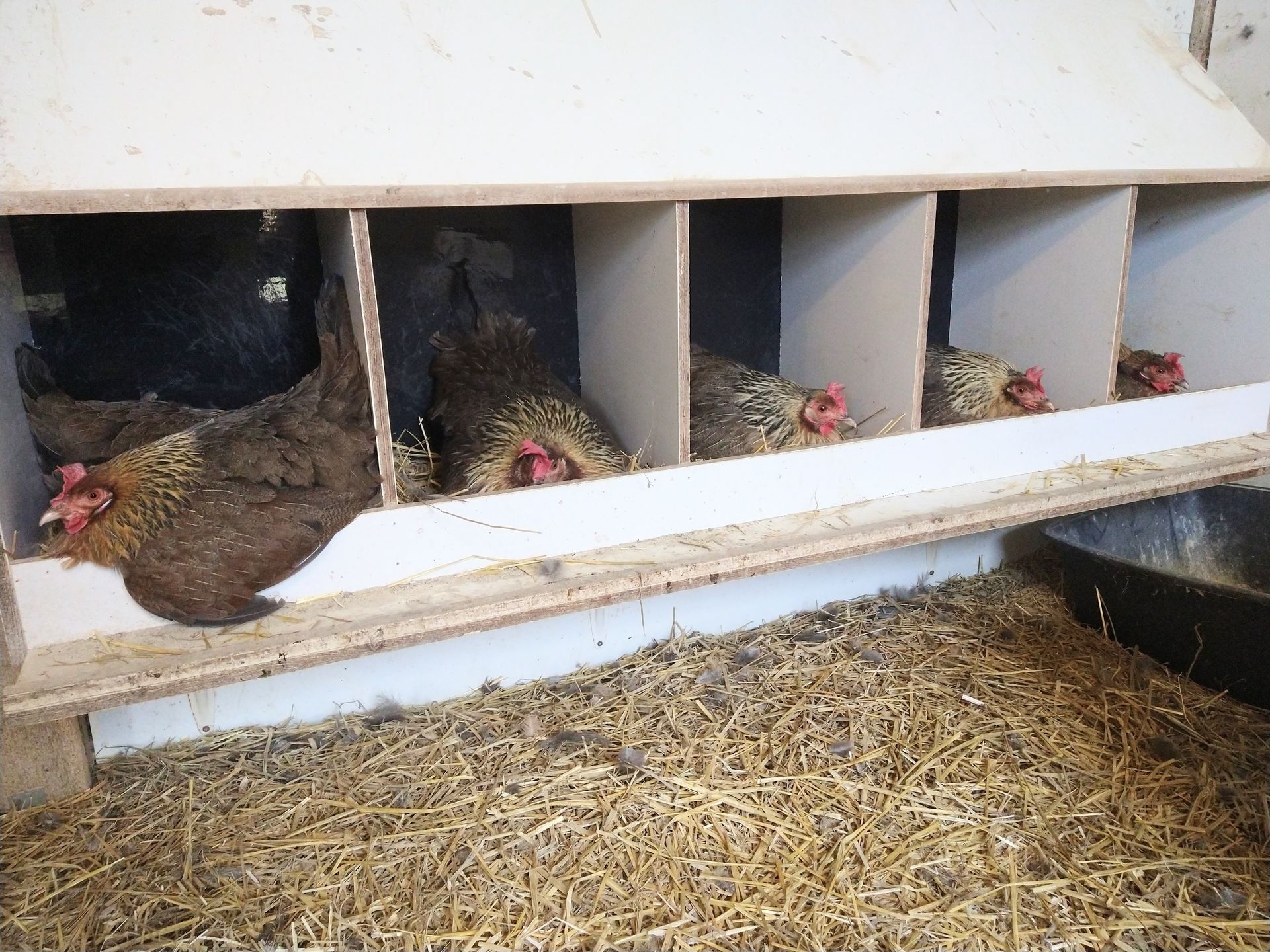 Photo of five chicken nests in a row, each containing one sitting hen