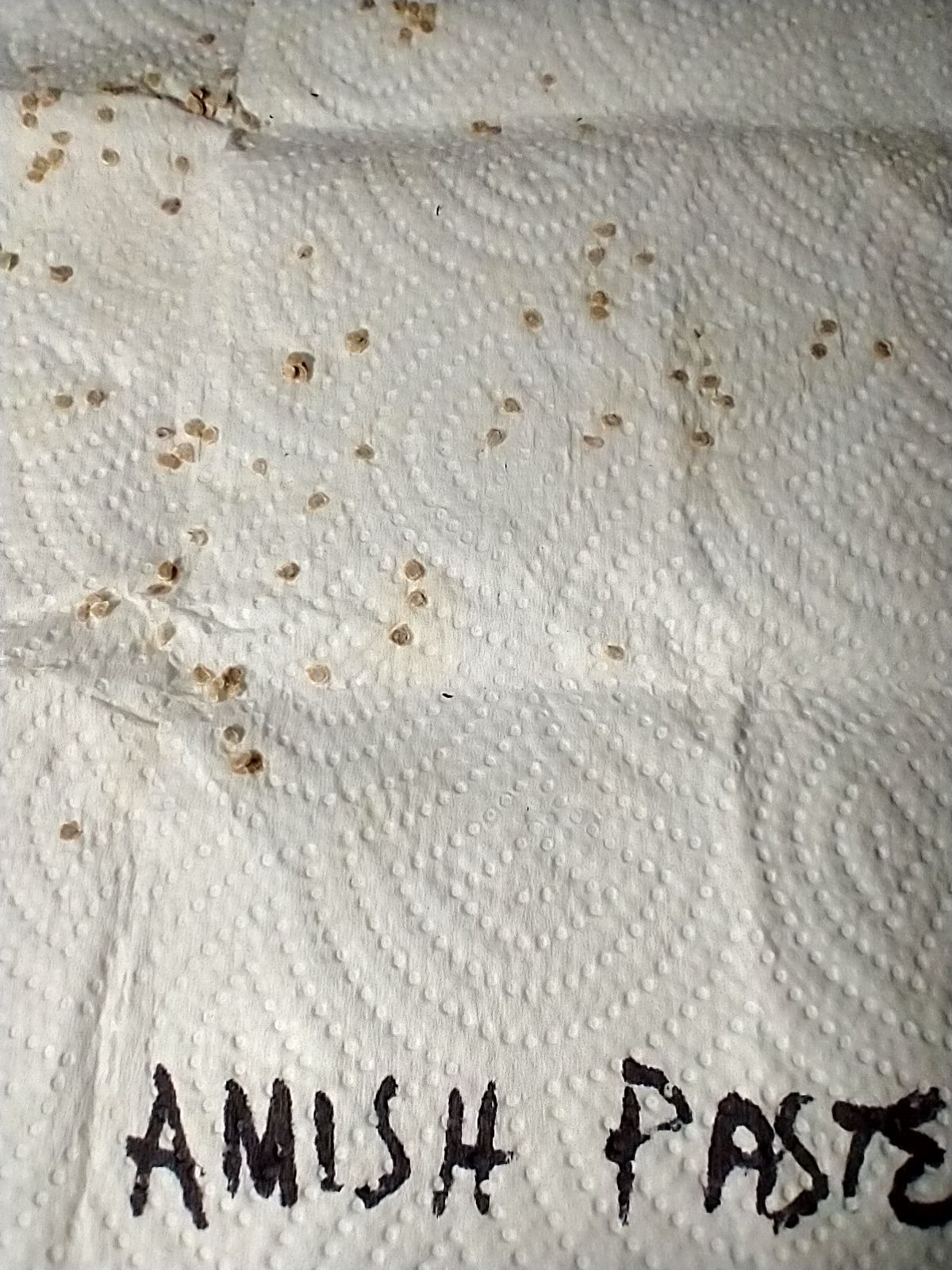 Seeds from an Amish paste tomato that have been dried for storage on a paper towel