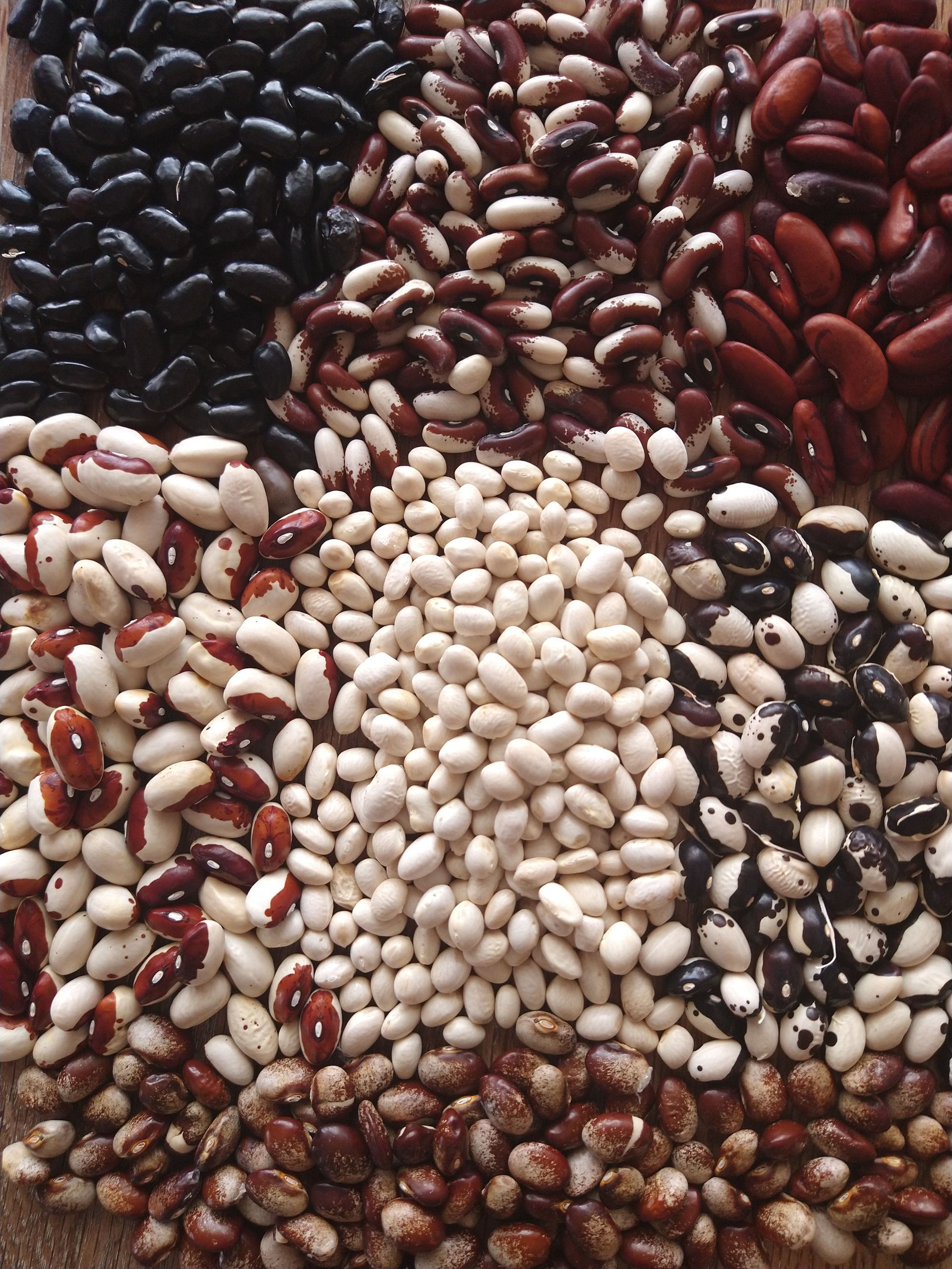 Close up of bean seeds in various shades & sizes, perfect for seed saving and sustainable gardening
