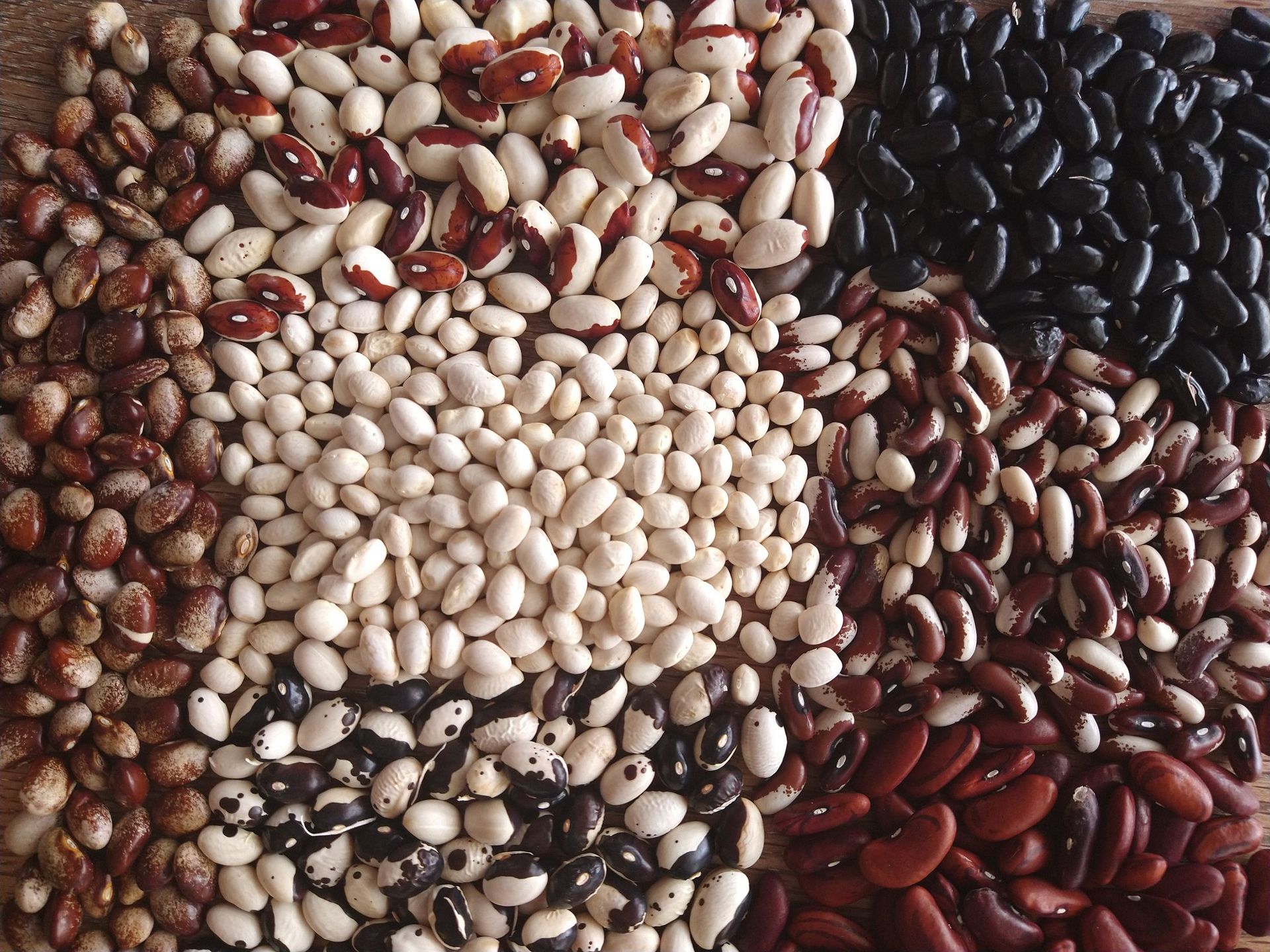 Seven varieties of heirloom beans that can be used for eating or growing more beans.