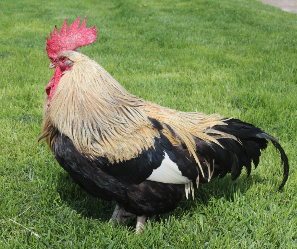 photo of Buddy, a Colored dorking rooster