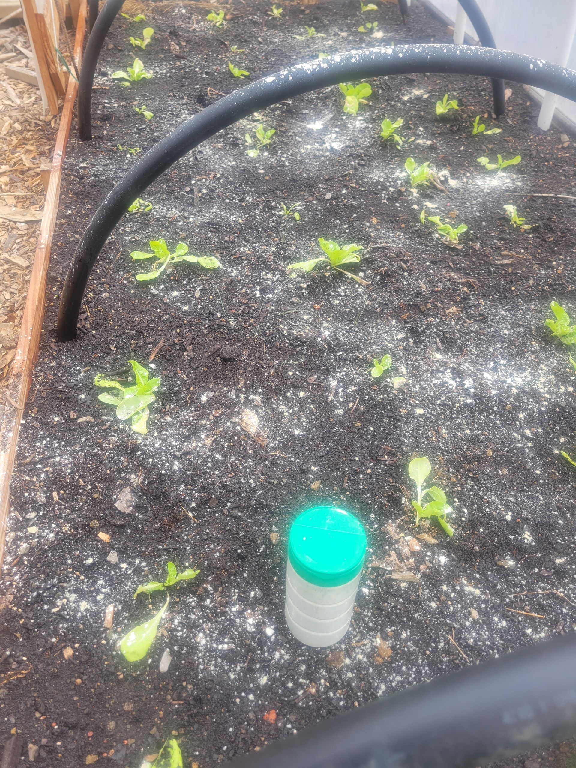 Diatomaceous earth prevents young lettuce seedlings from insect damage.
