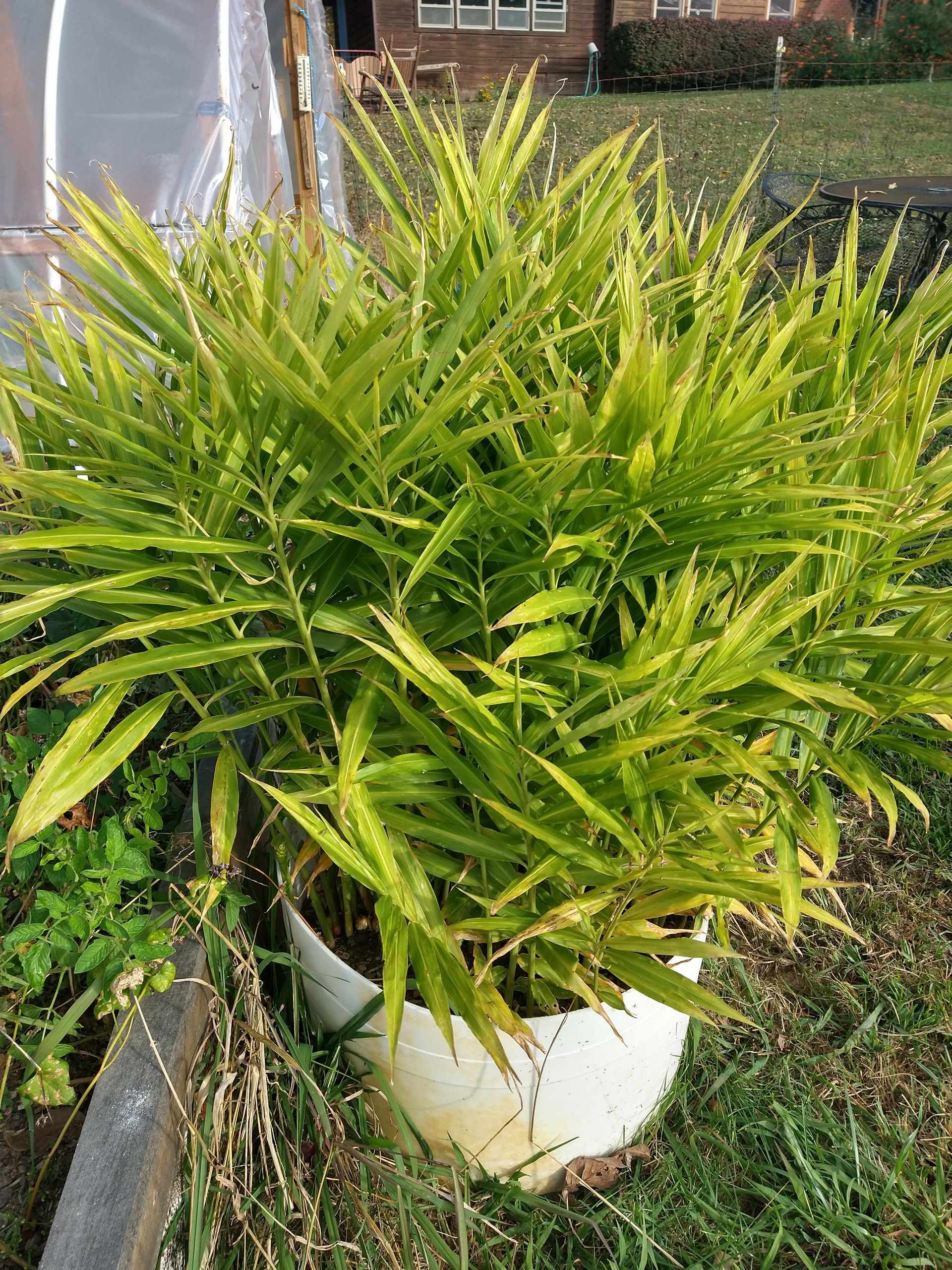 Photo of ginger leaves growing from a pot