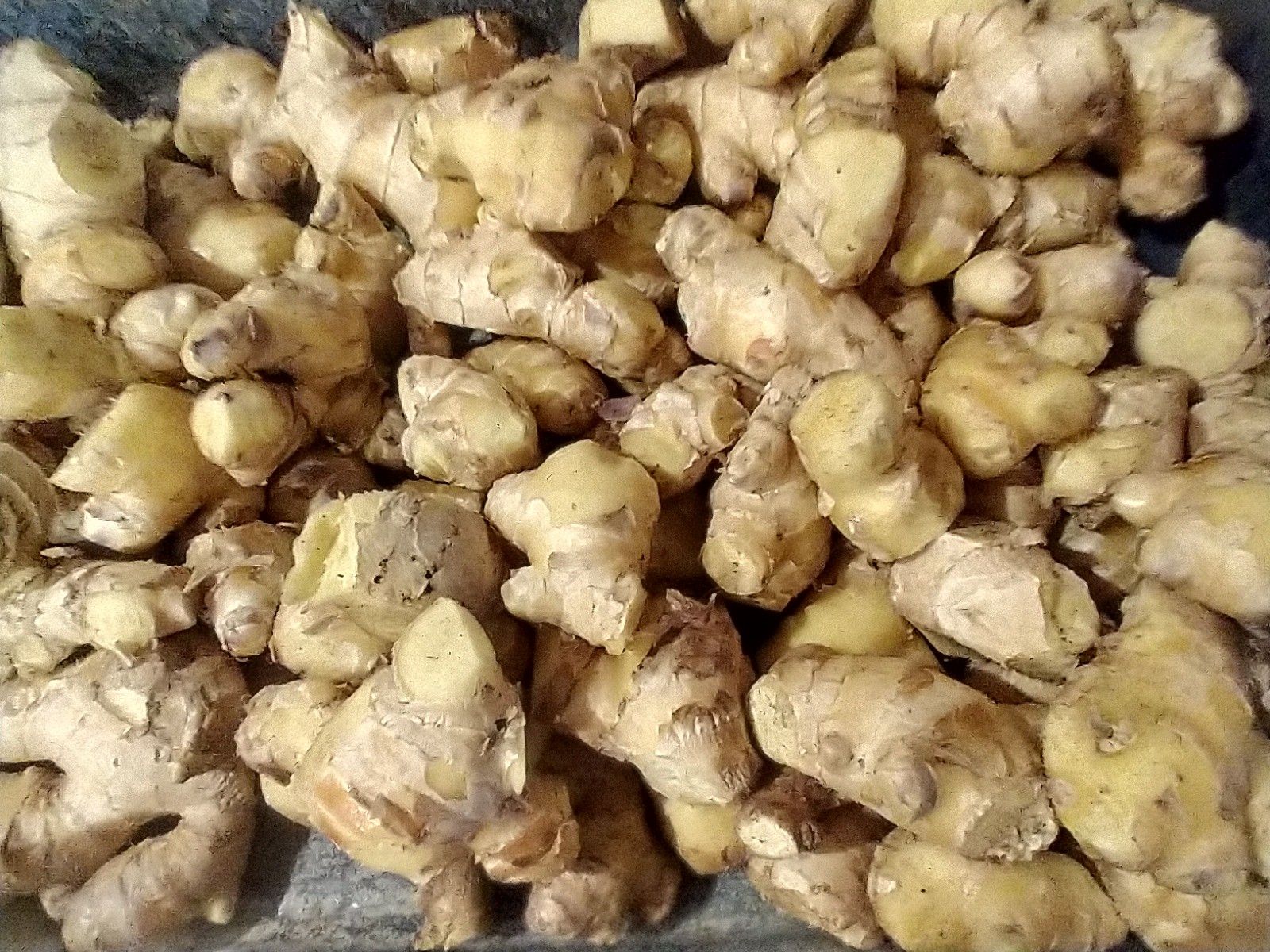 Ginger rhizomes, or roots, which have been cured and cleaned