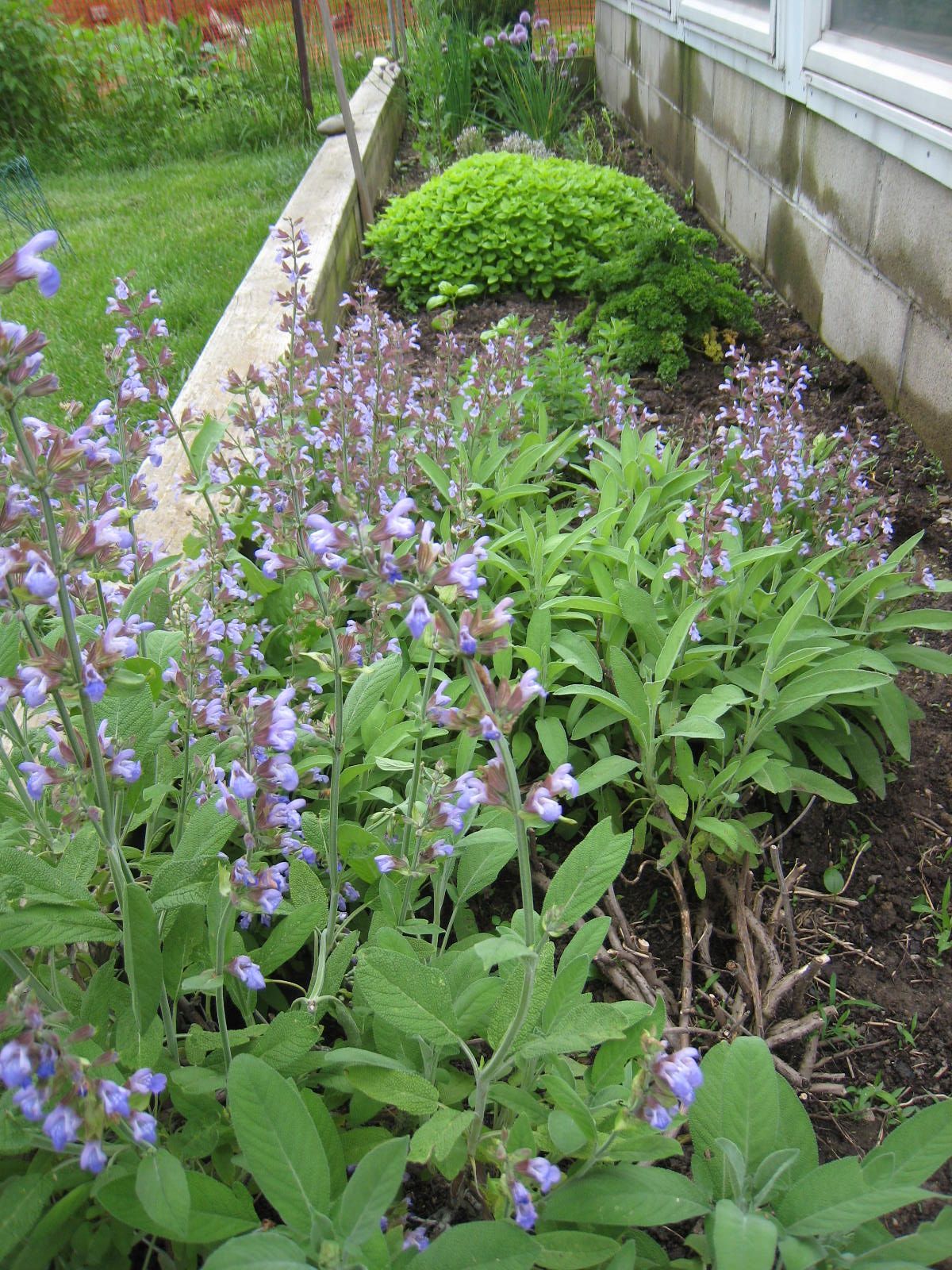 Photo of herb bed with various mature herb plants including flowering thyme