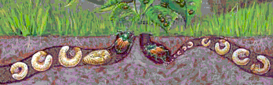 Sketch of Japanese beetles growing from grubs to beetles underground