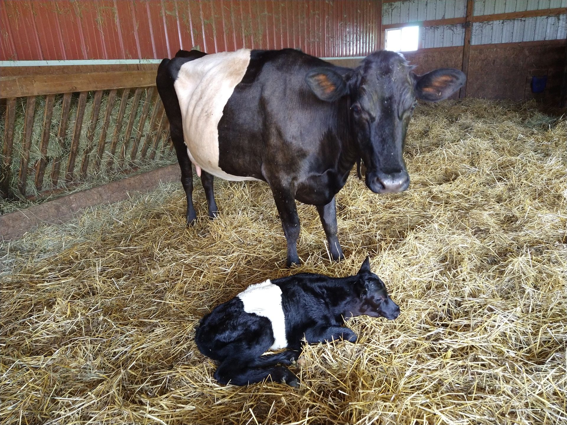 A Dutch Belted cow stands in straw inside a barn with her newborn calf lying below her. These cows are the 