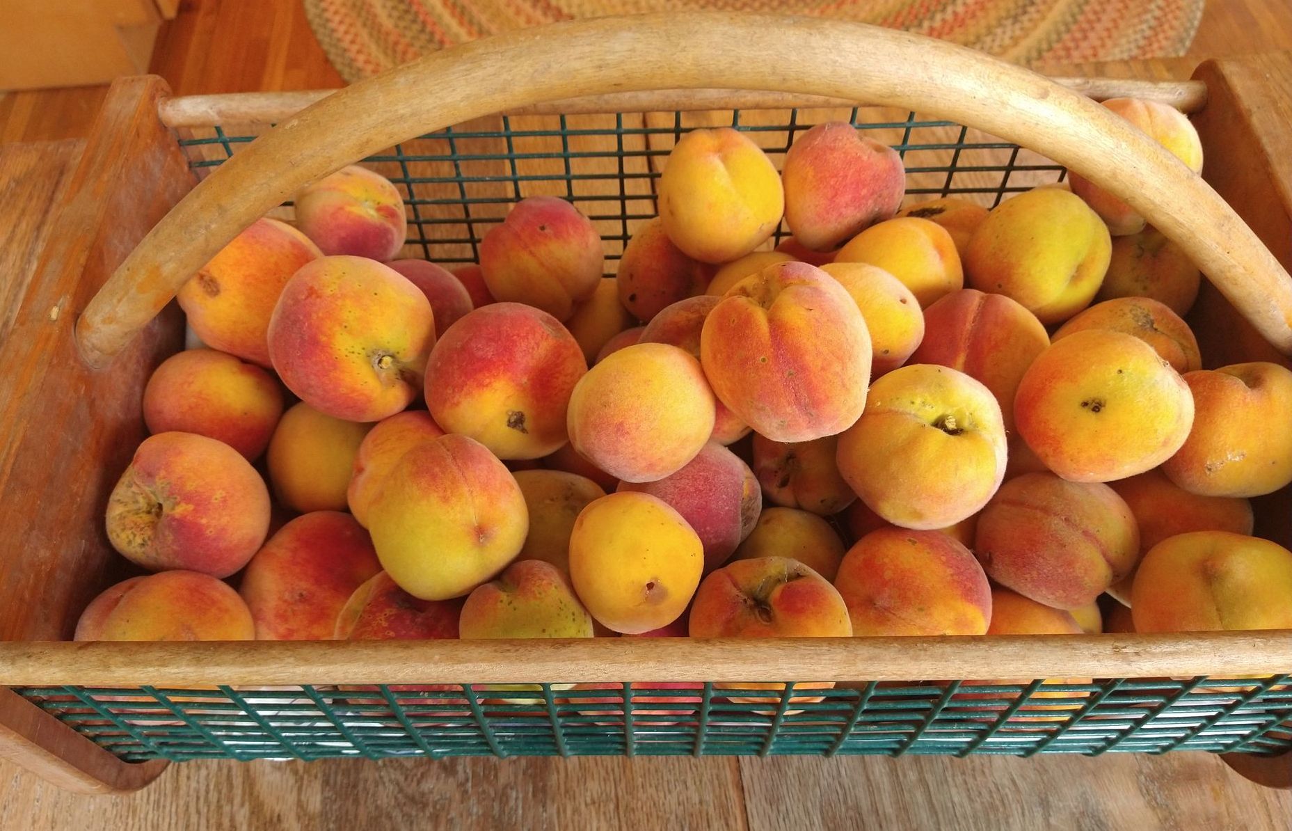 Wood and metal basket filled with just picked, fully-ripe peaches