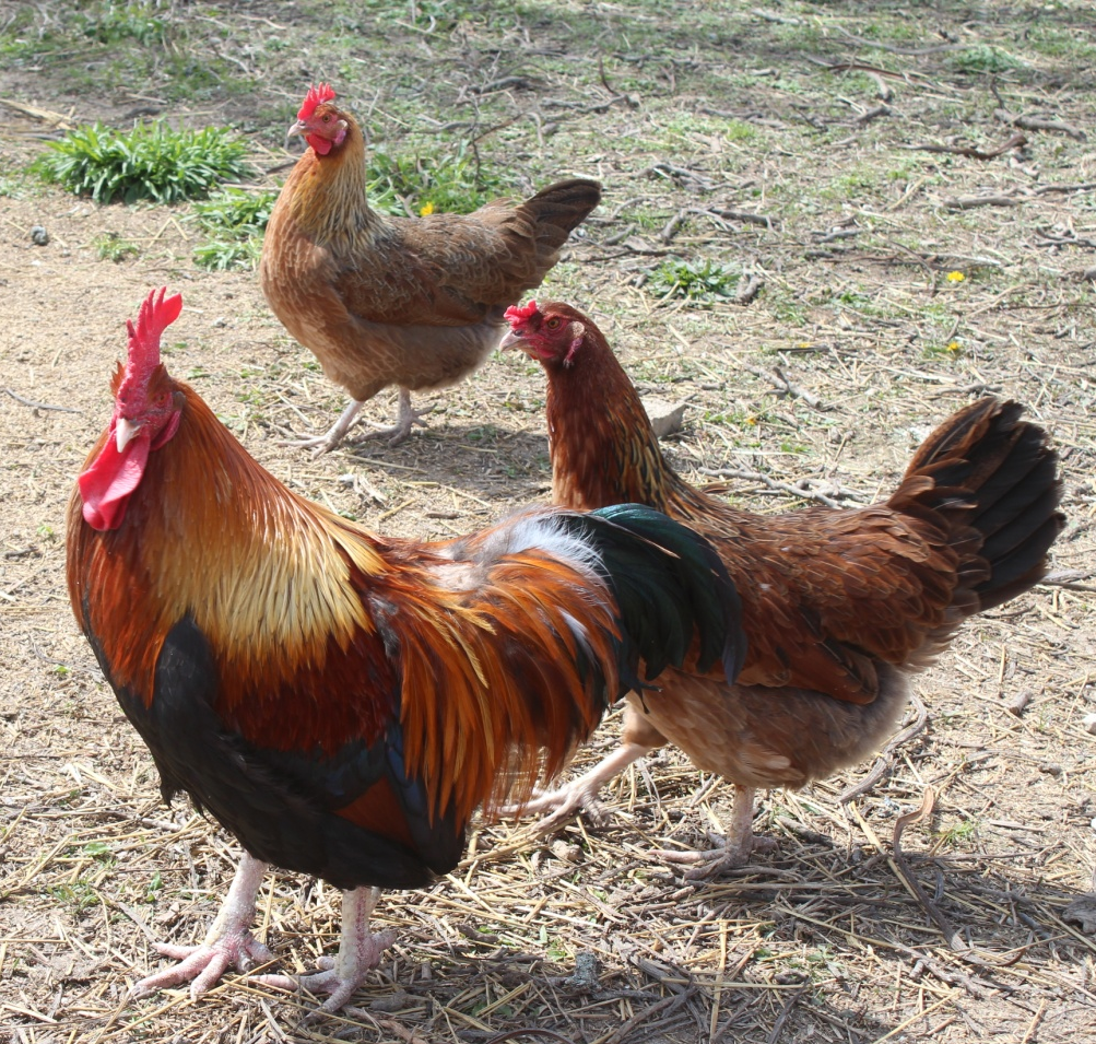 Red Dorking rooster with two hens outdoors