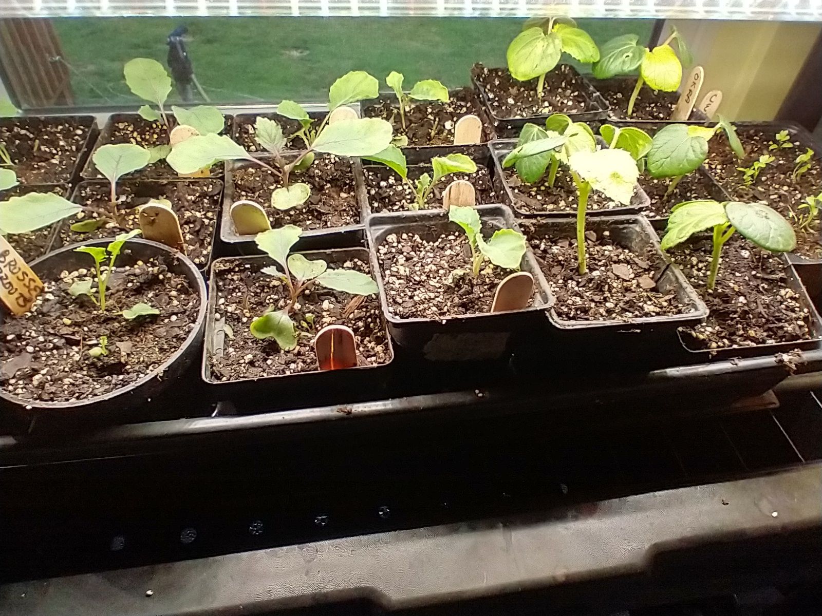 Close-up of transplanted seedlings indoors in individual containers under grow lights. They're waiting to be planted in the garden.